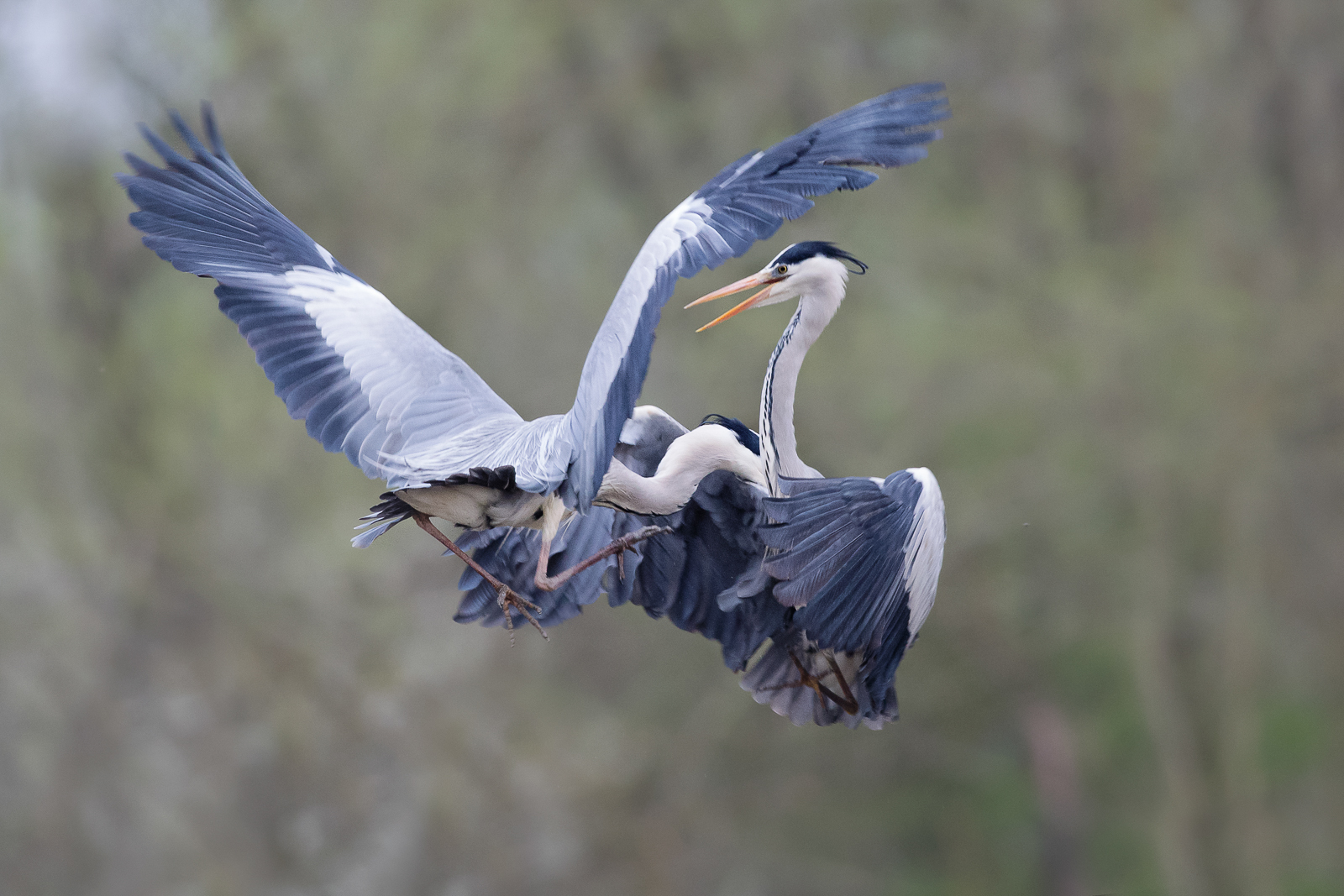 Greys herons