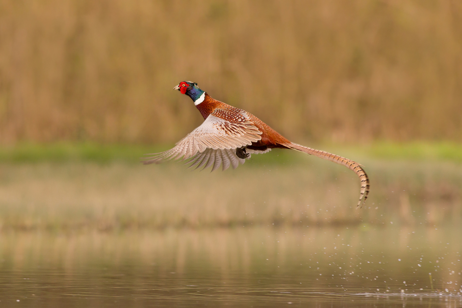 The Pheasant
