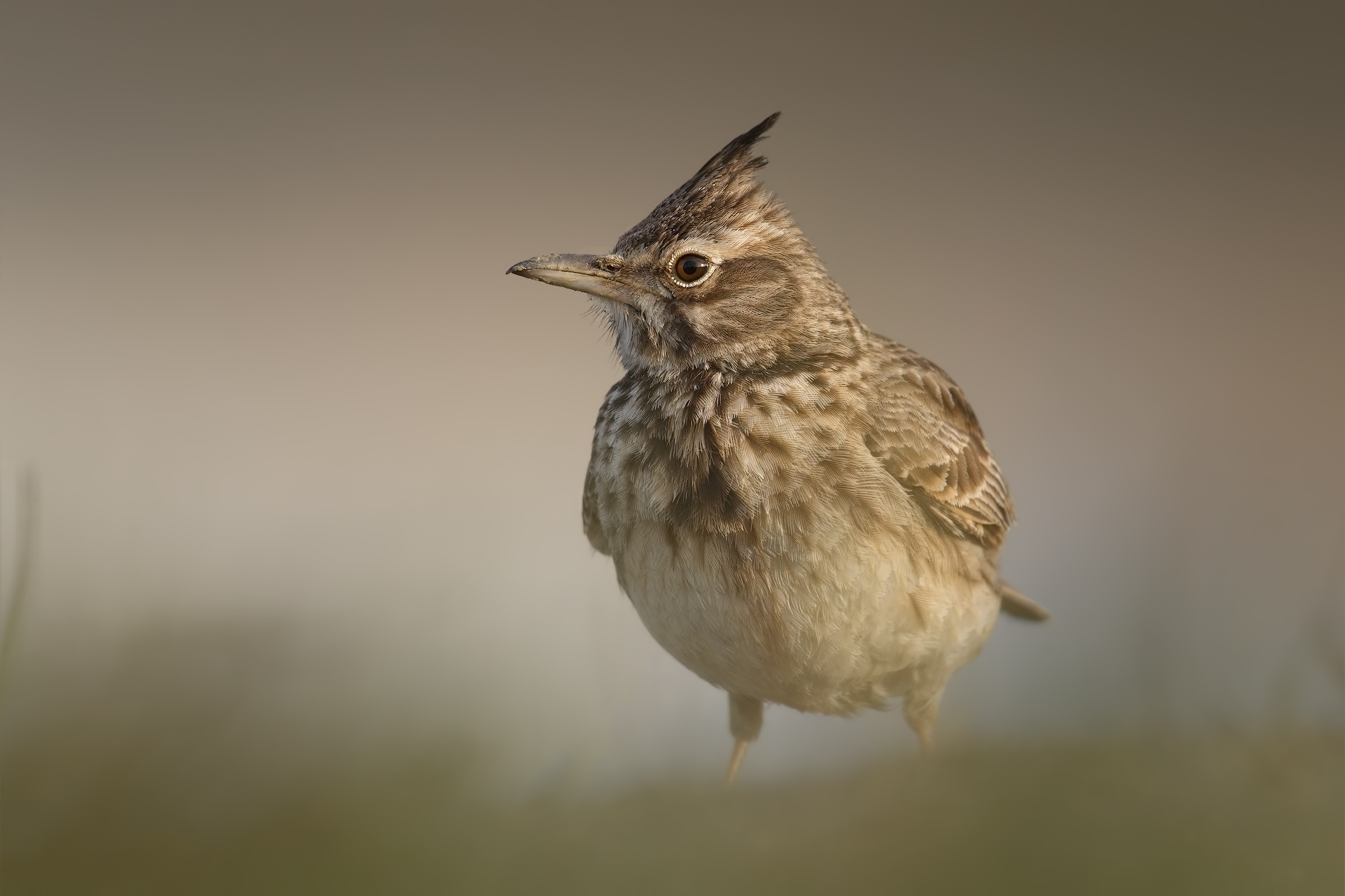 Crested lark (Crested)