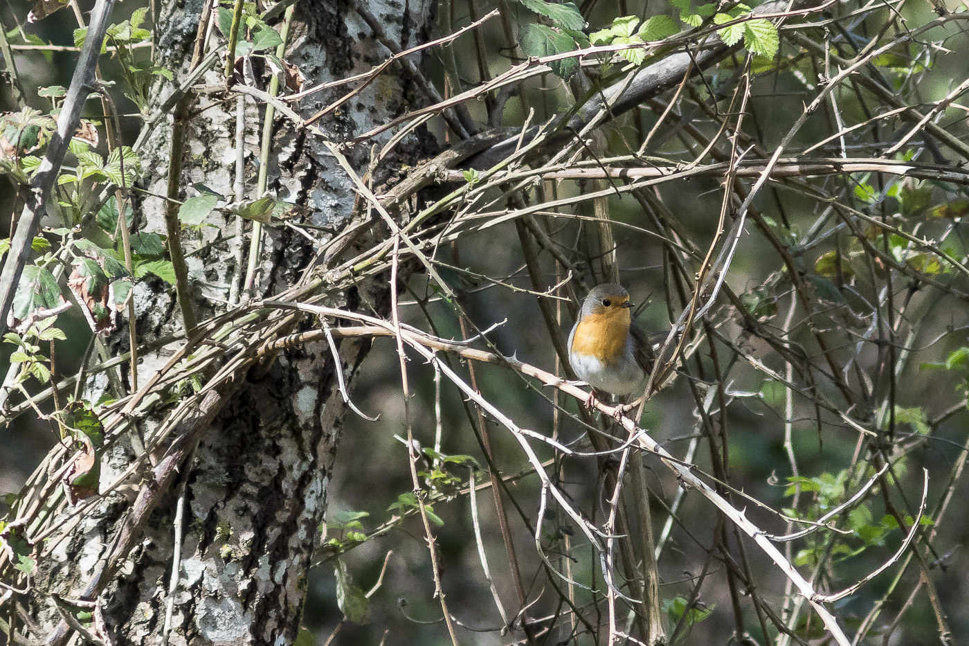Pettirosso in attesa