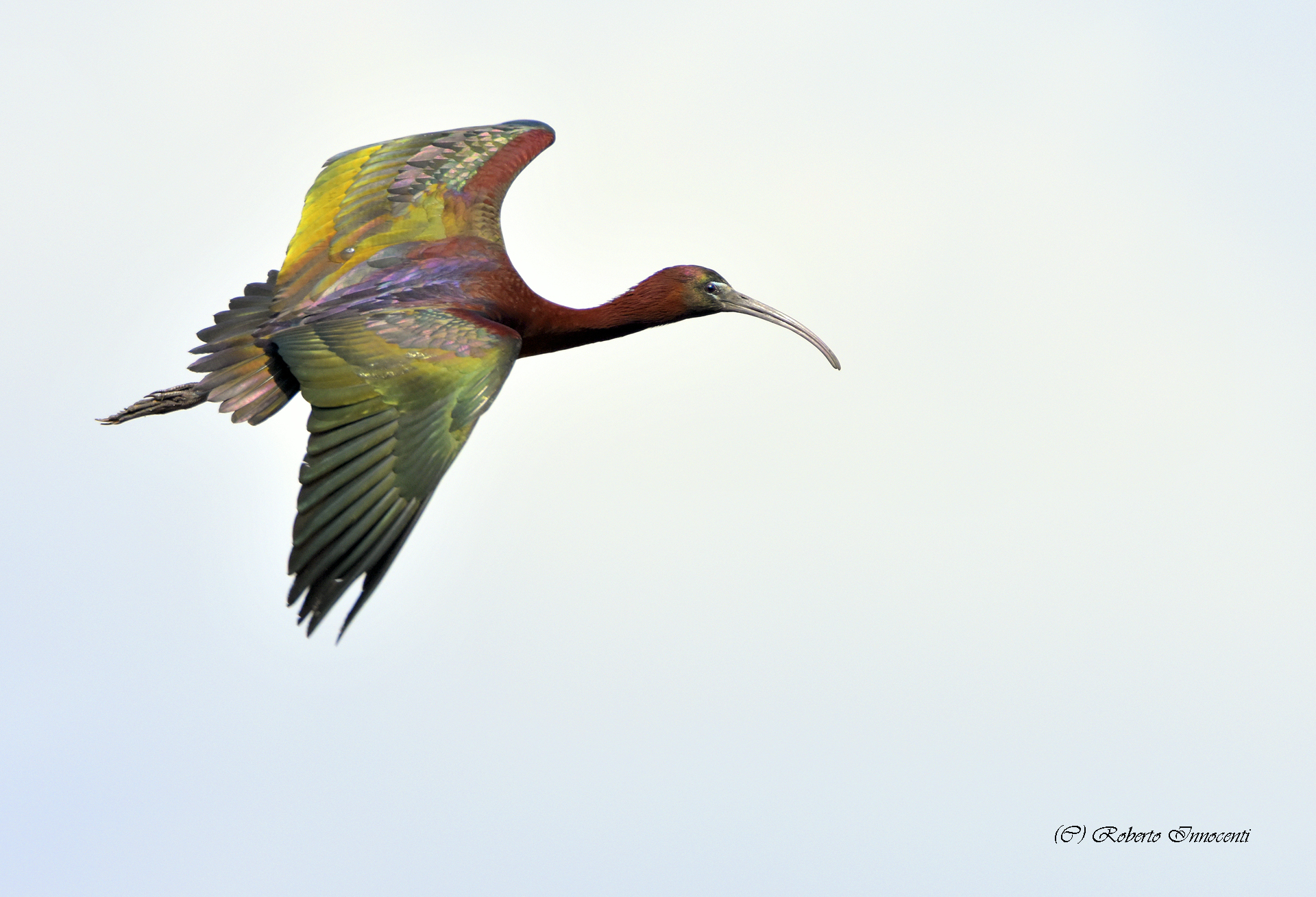 Glossy ibis 19/03/2017 Imperia.