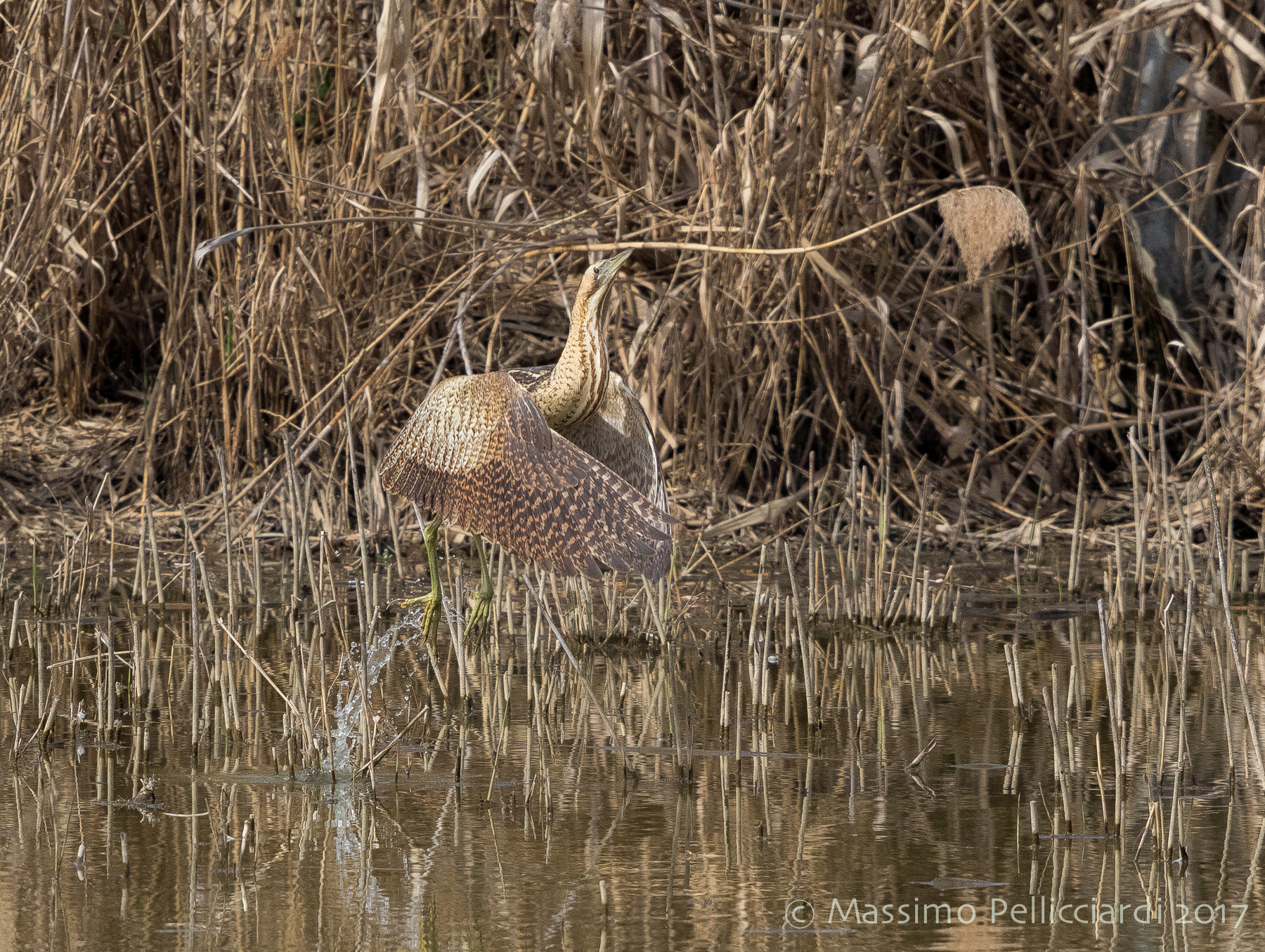 La partenza del Tarabuso