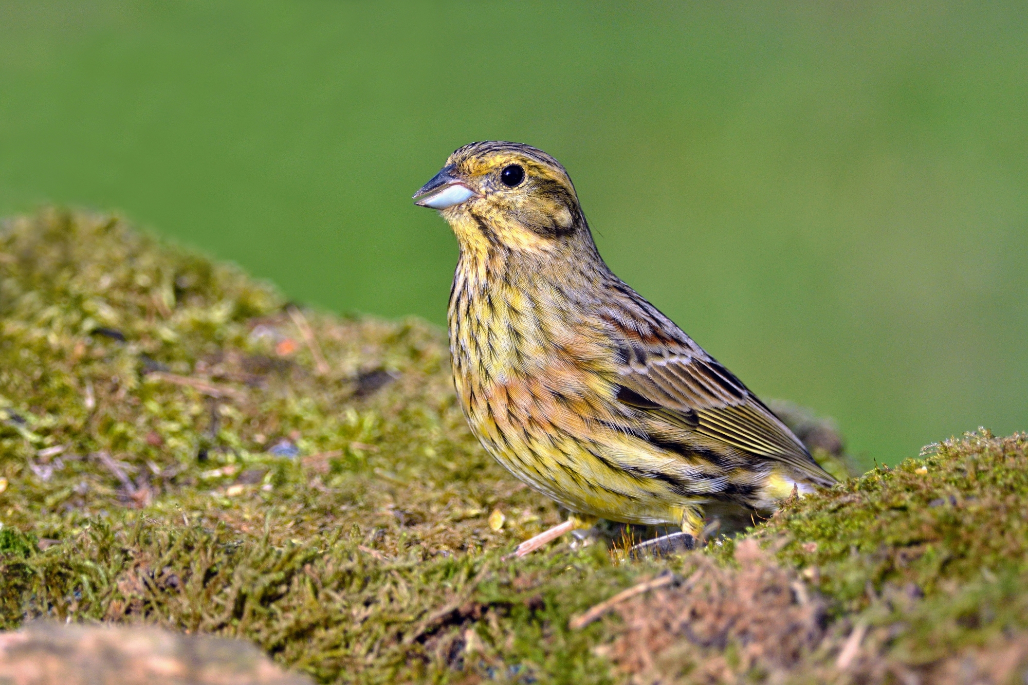 Zigolo nero (Emberiza cirlus)  Femmina