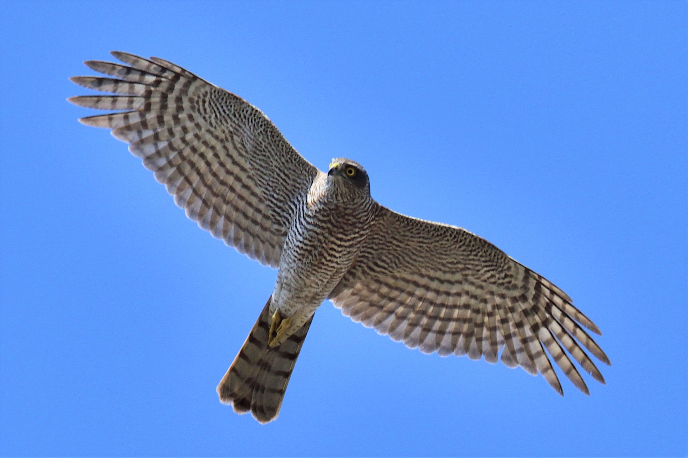 sparrowhawk