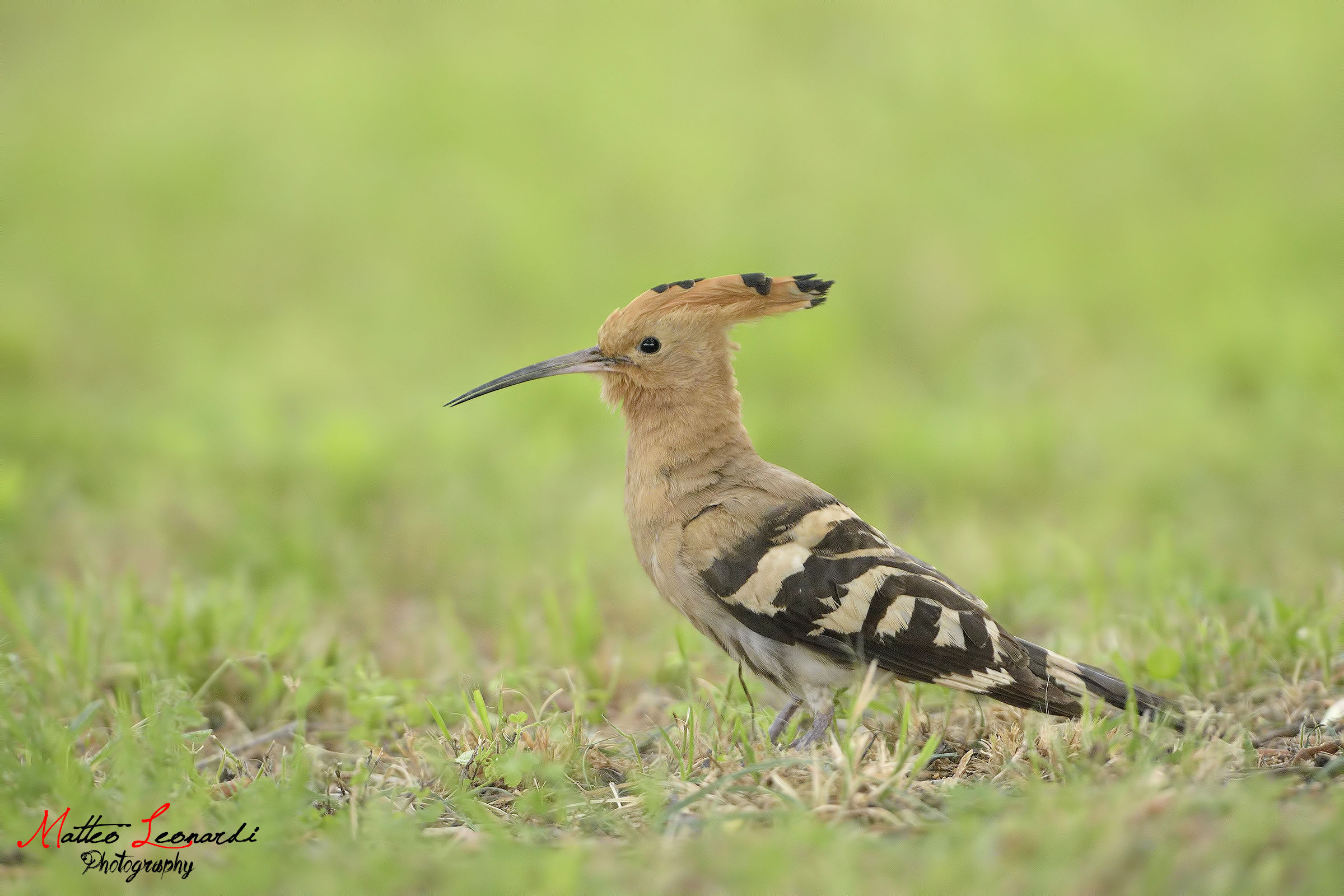 simply Hoopoe