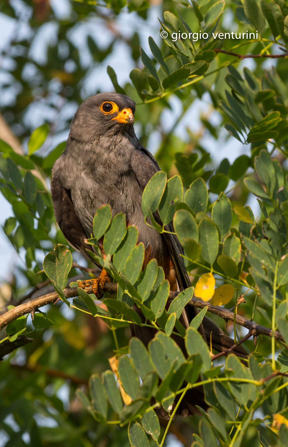 red-footed falcon