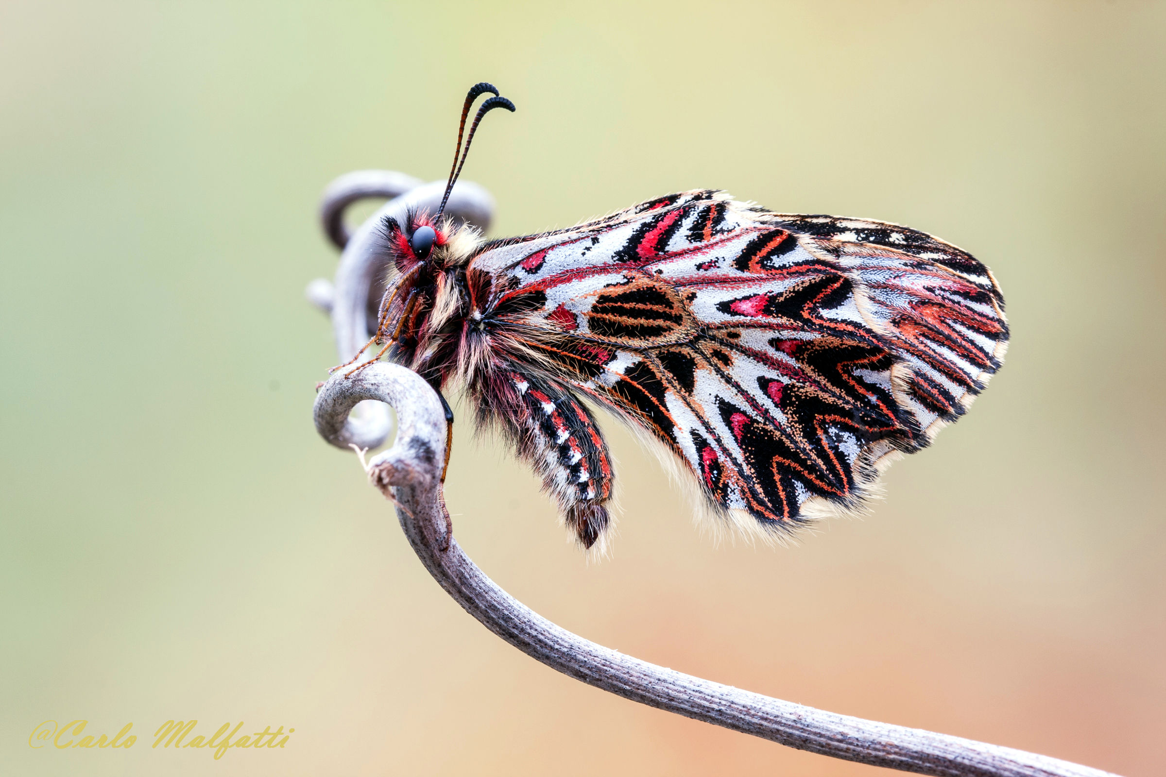 Prima Zerintia del 2017