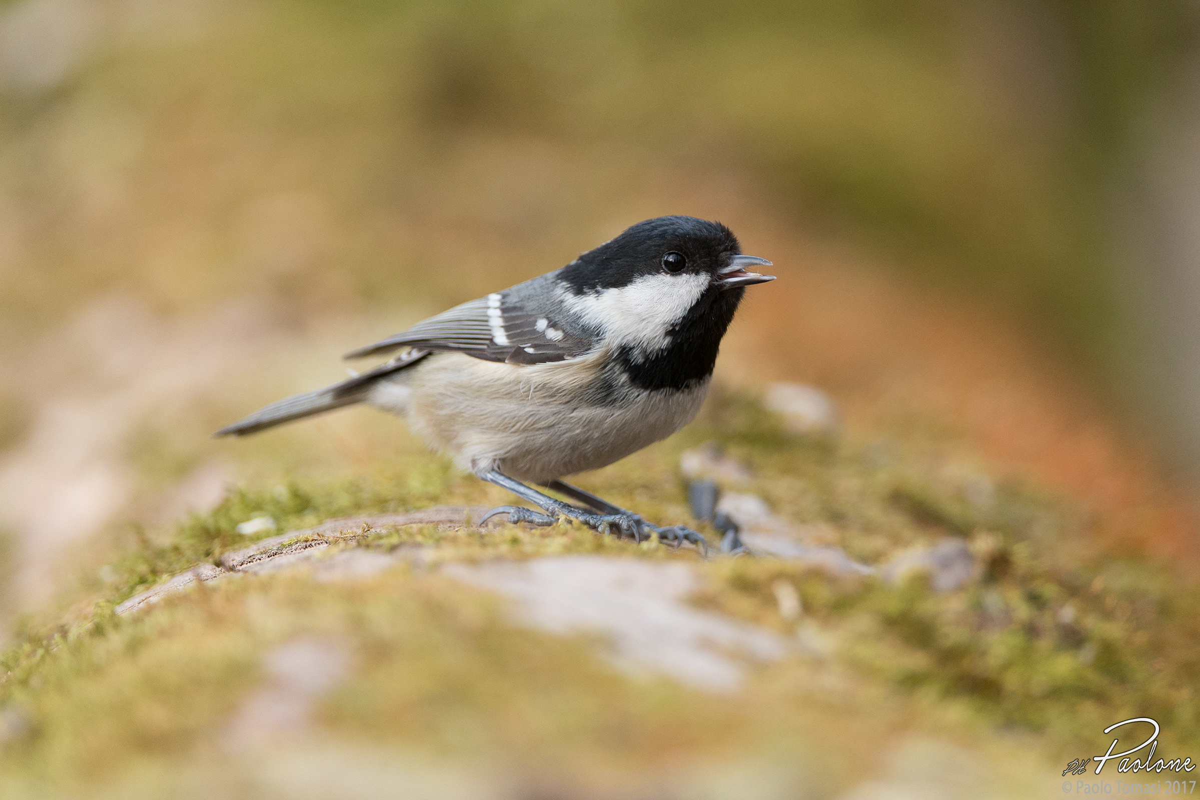 Coal Tit