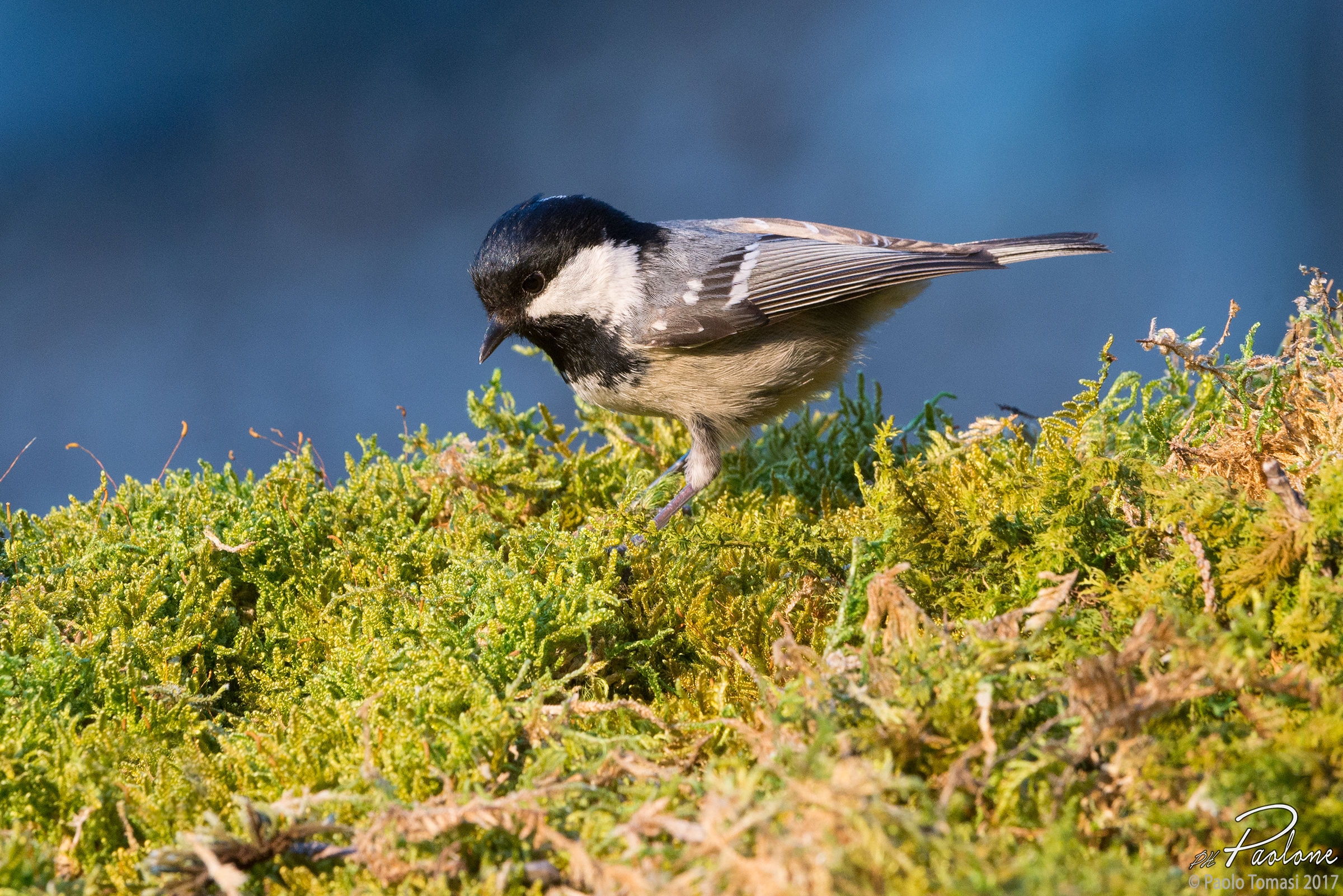 Coal Tit