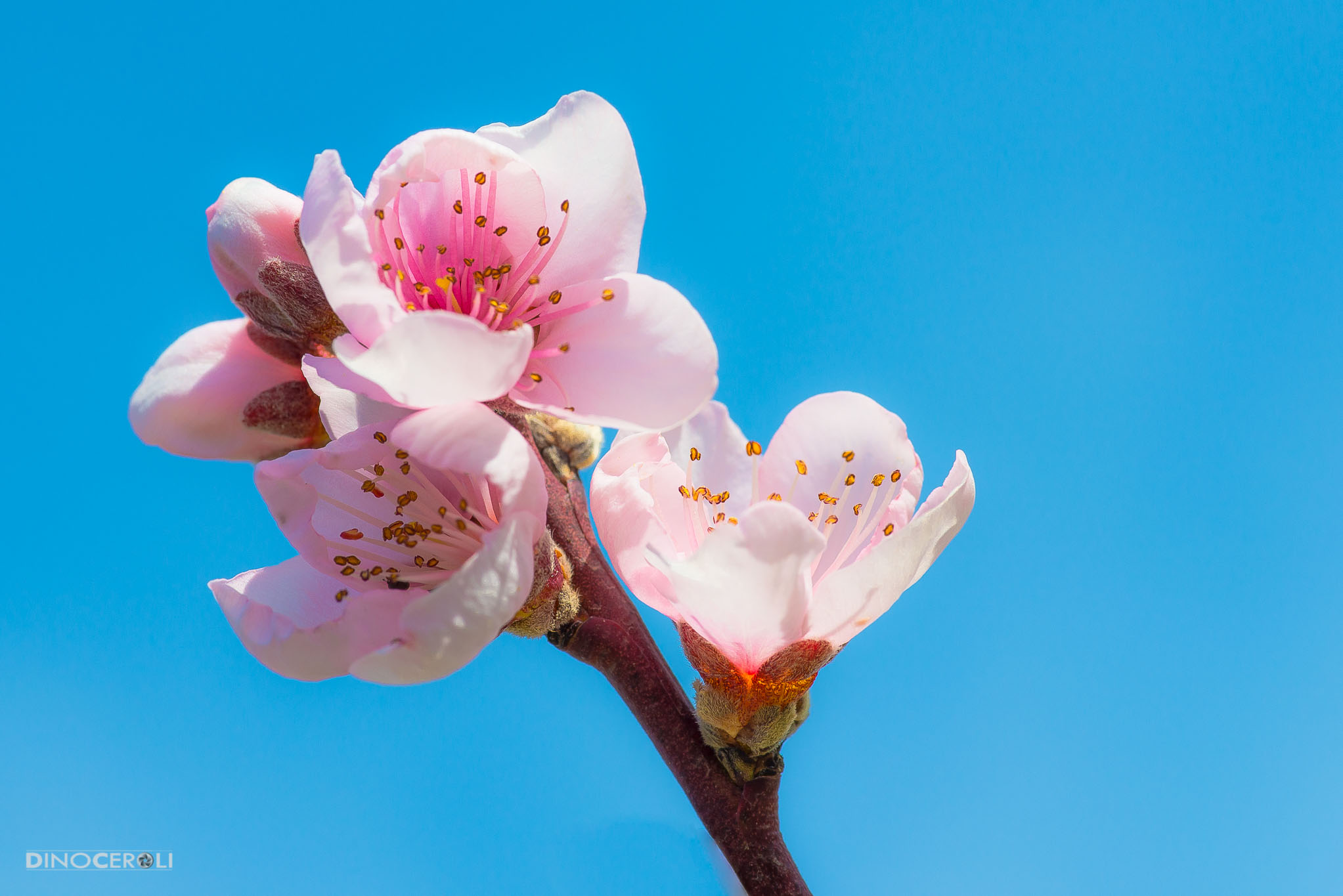 fiori rosa, fiori di pesco .....