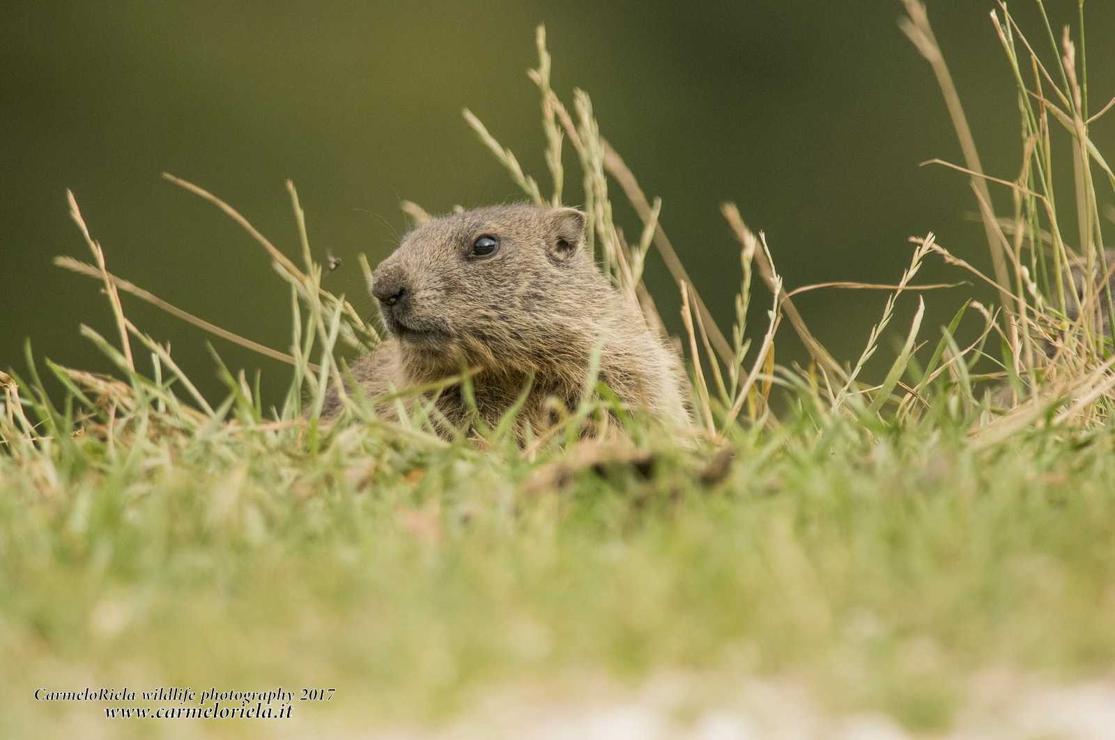 young Marmot