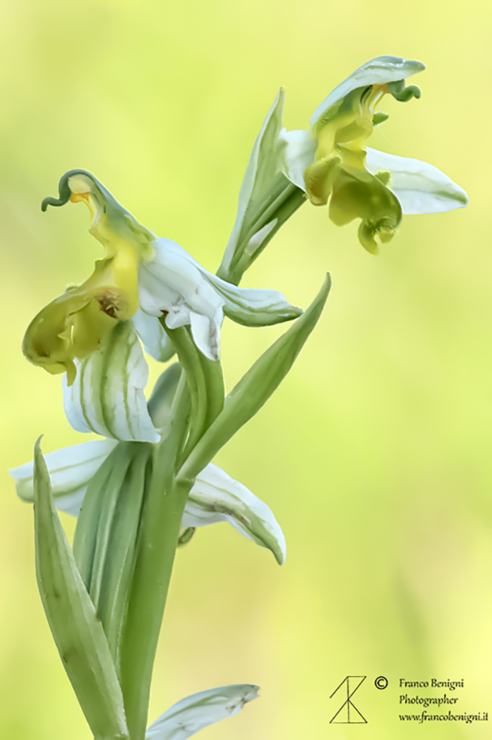 Bee Ophrys var. chlorantha