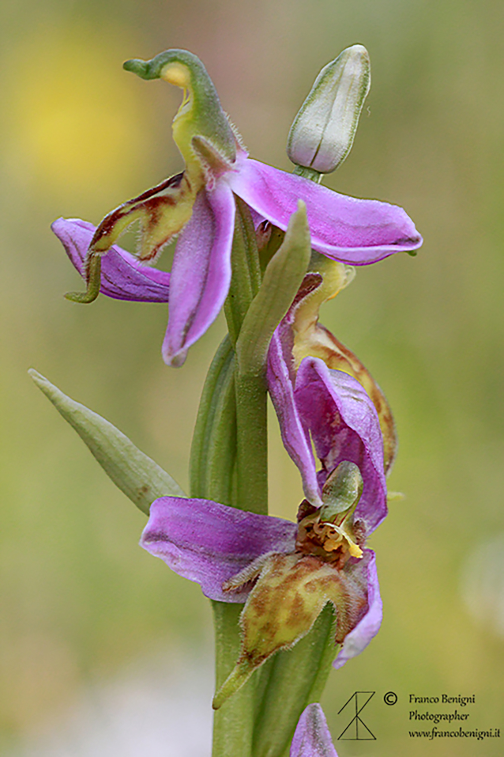 Bee Ophrys var. trollii