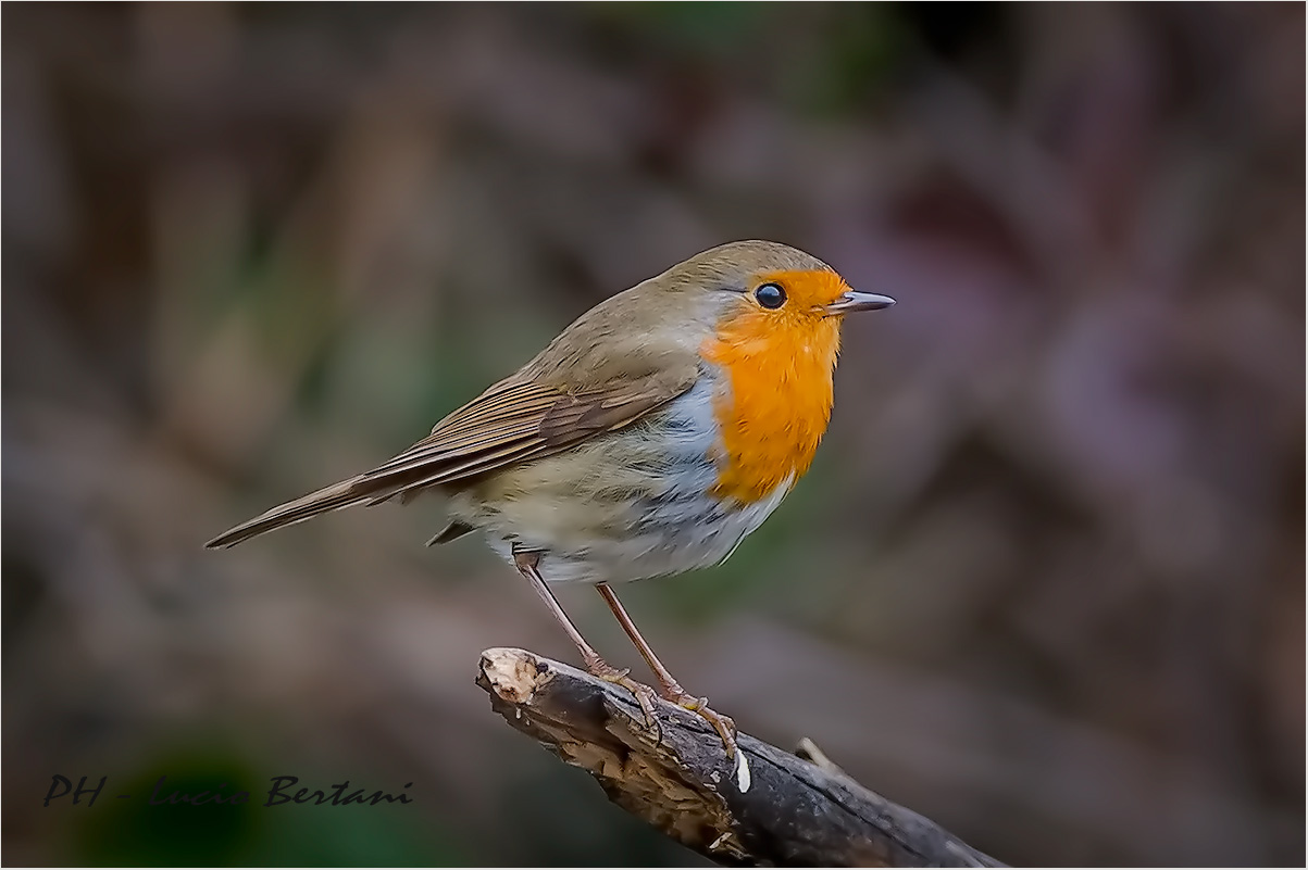 Robin