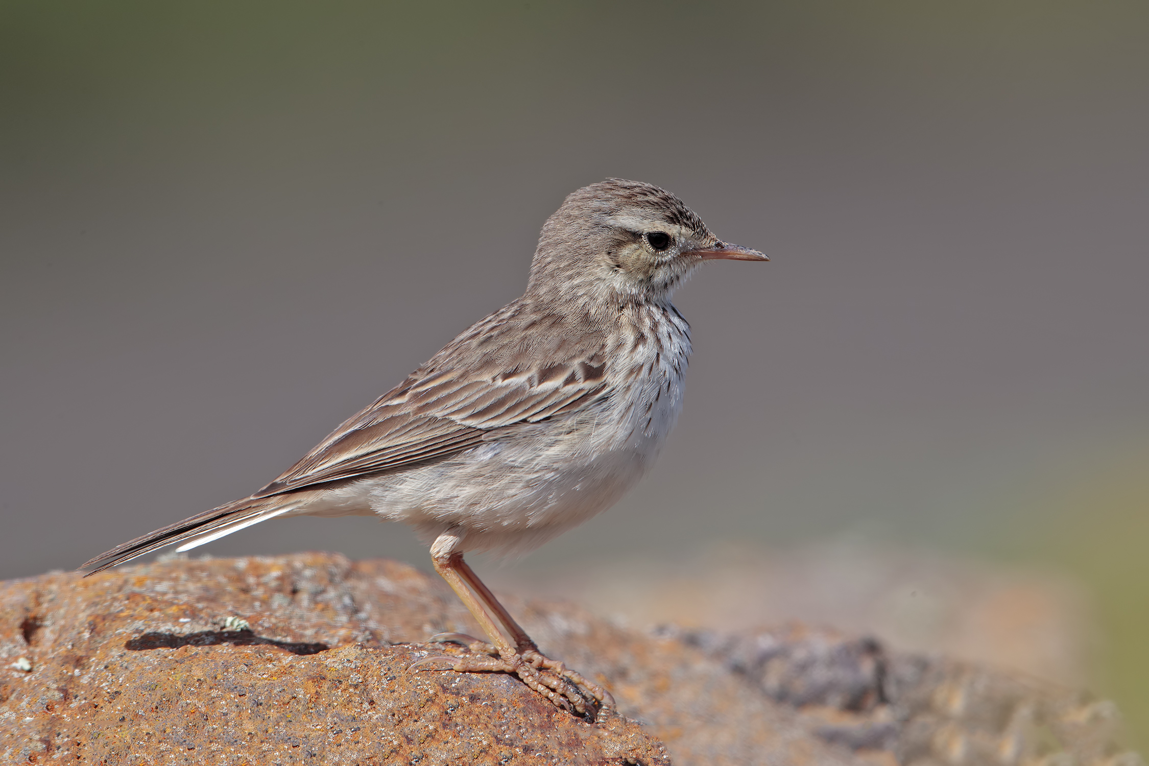 Pispola di Berthelot