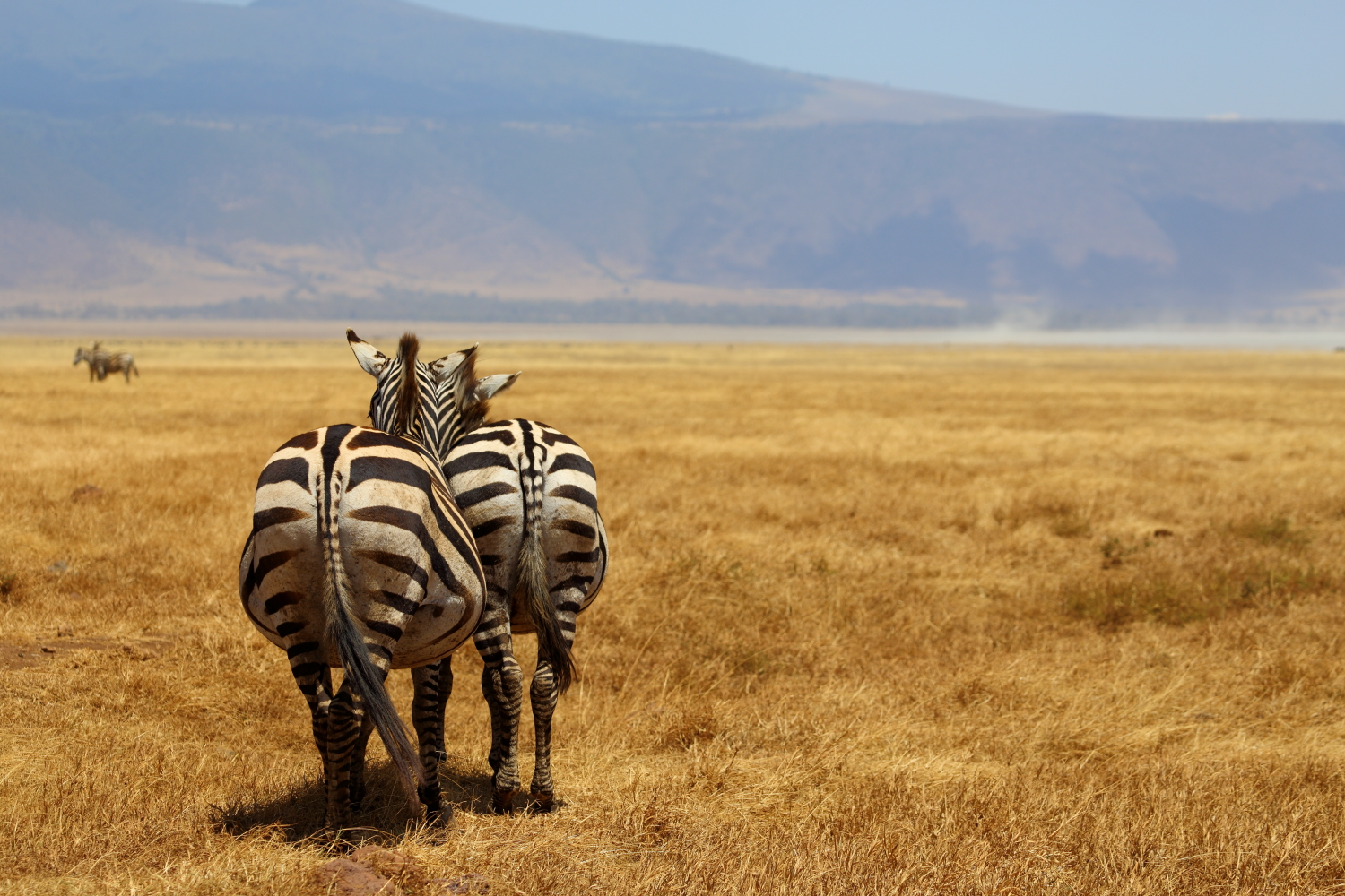 Due...per Due...Quattro