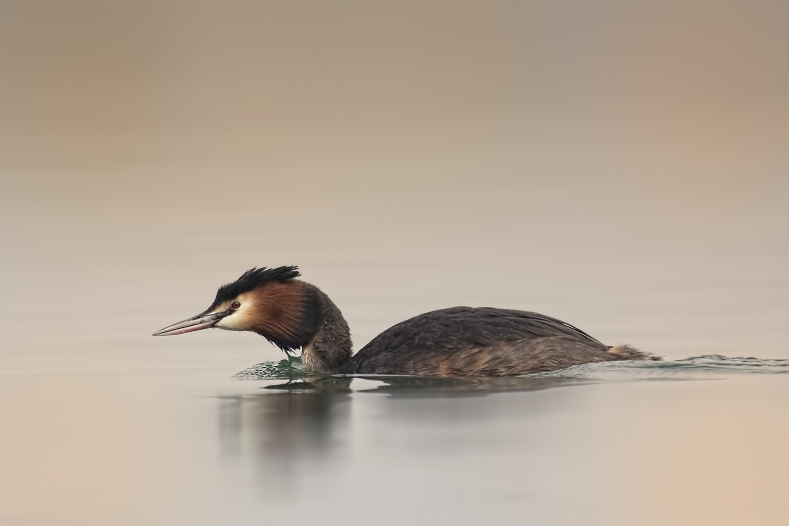 Great Crested Grebe (Podiceps cristatus)