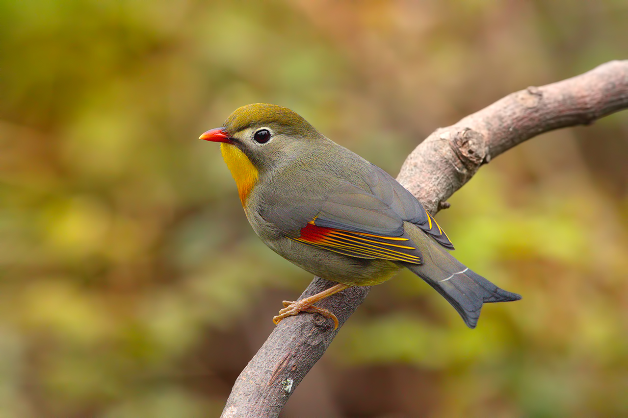 Nightingale of Japan