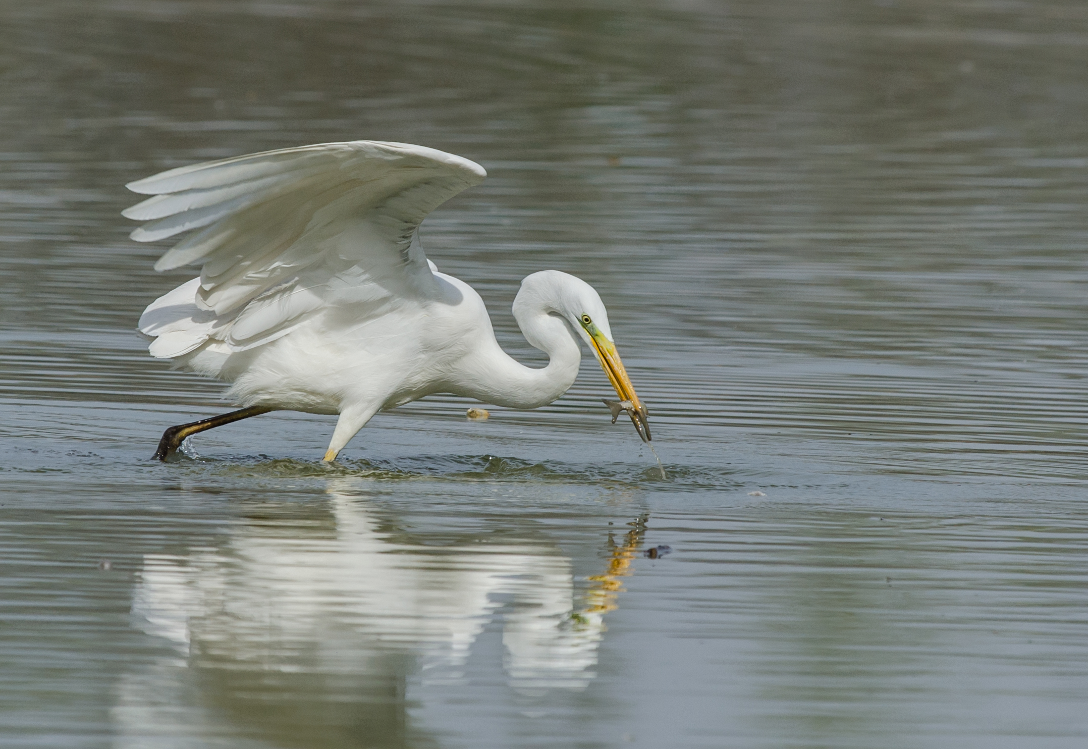 White Heron Maggiore