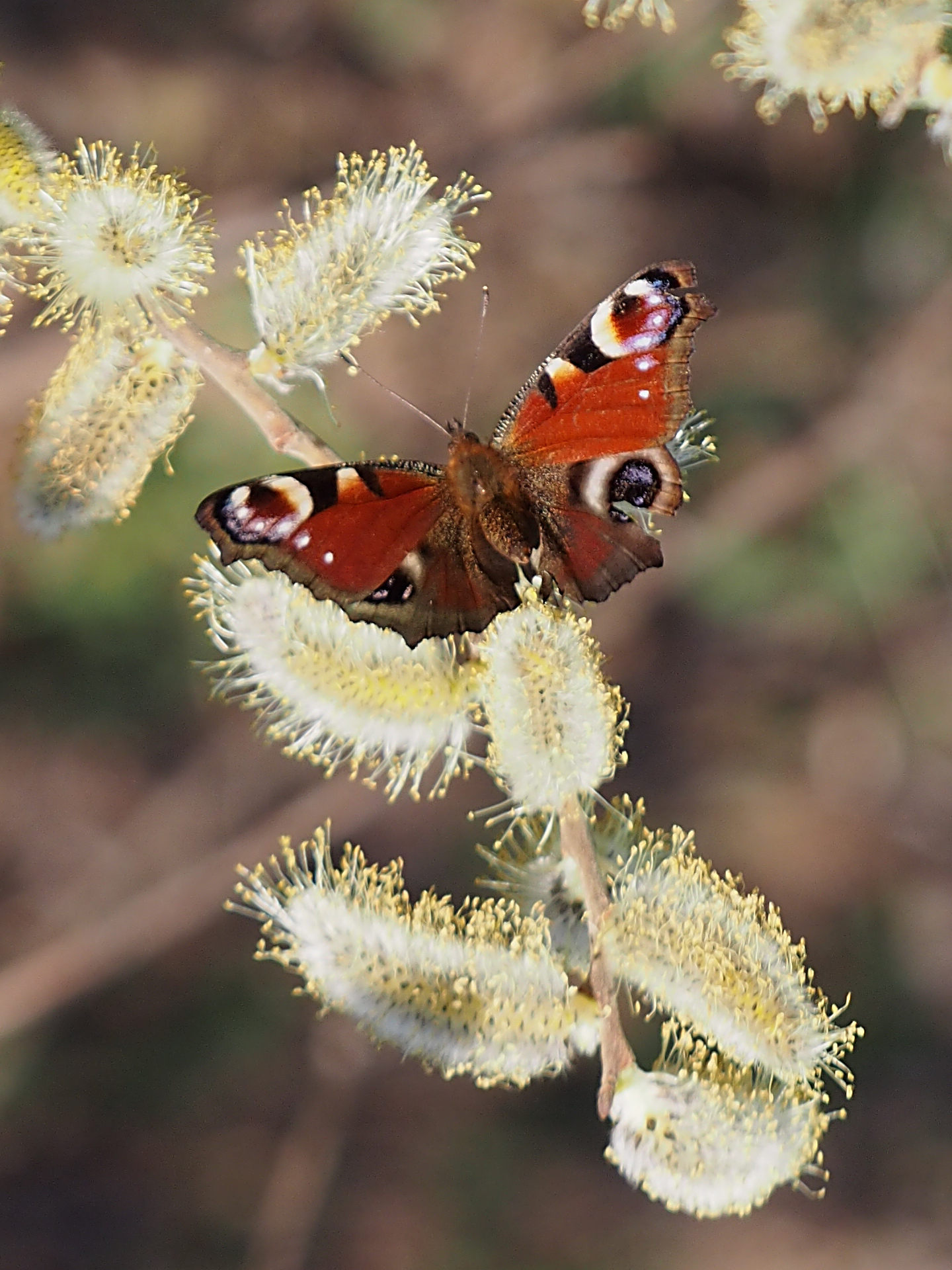 Vanesso I or Eye of Peacock