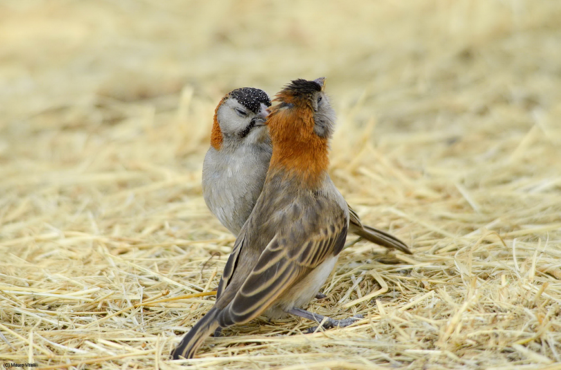 Speackle-Fronted Weaver (Sporipipes Frontalis) 2