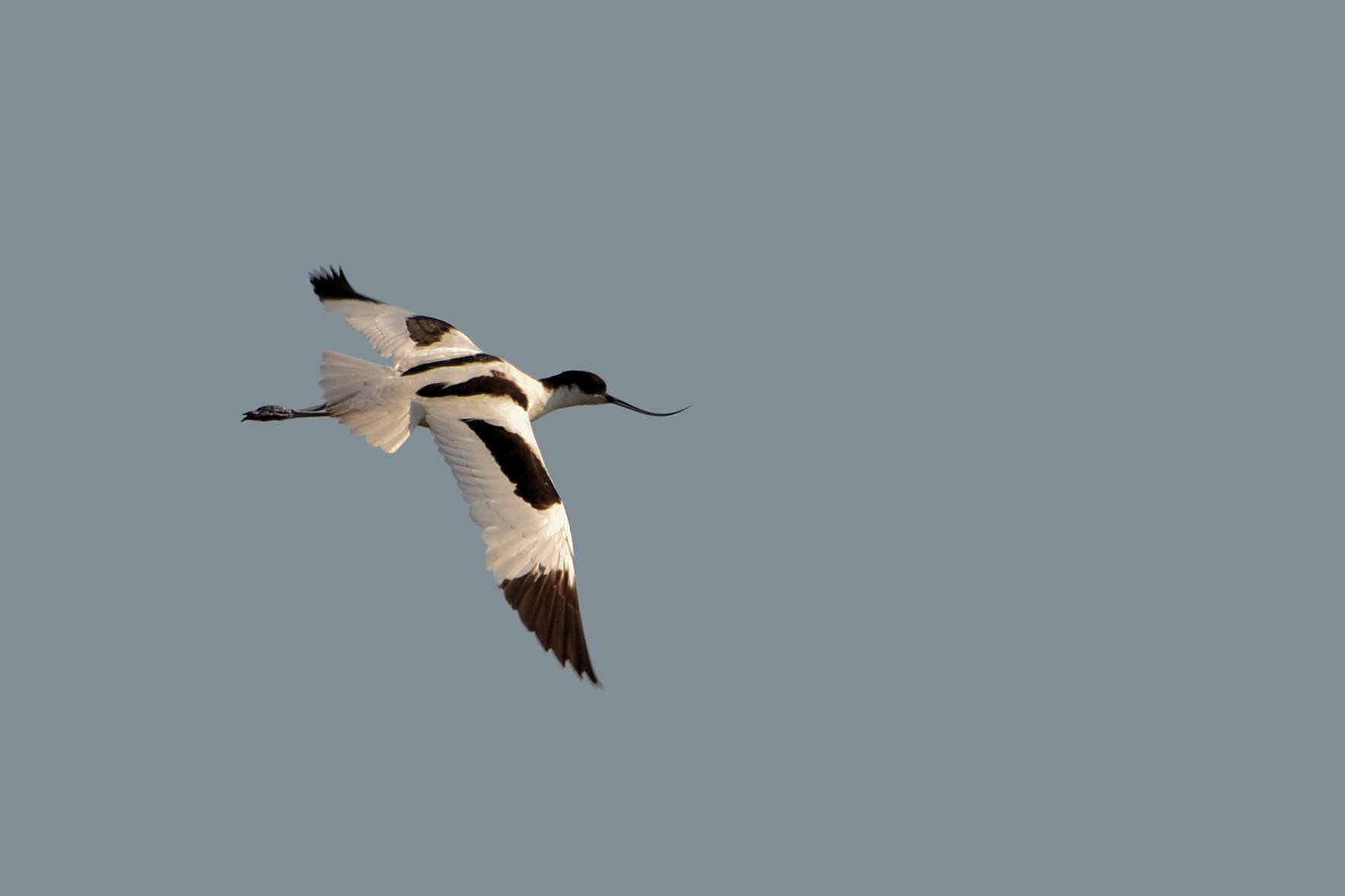 Avocetta