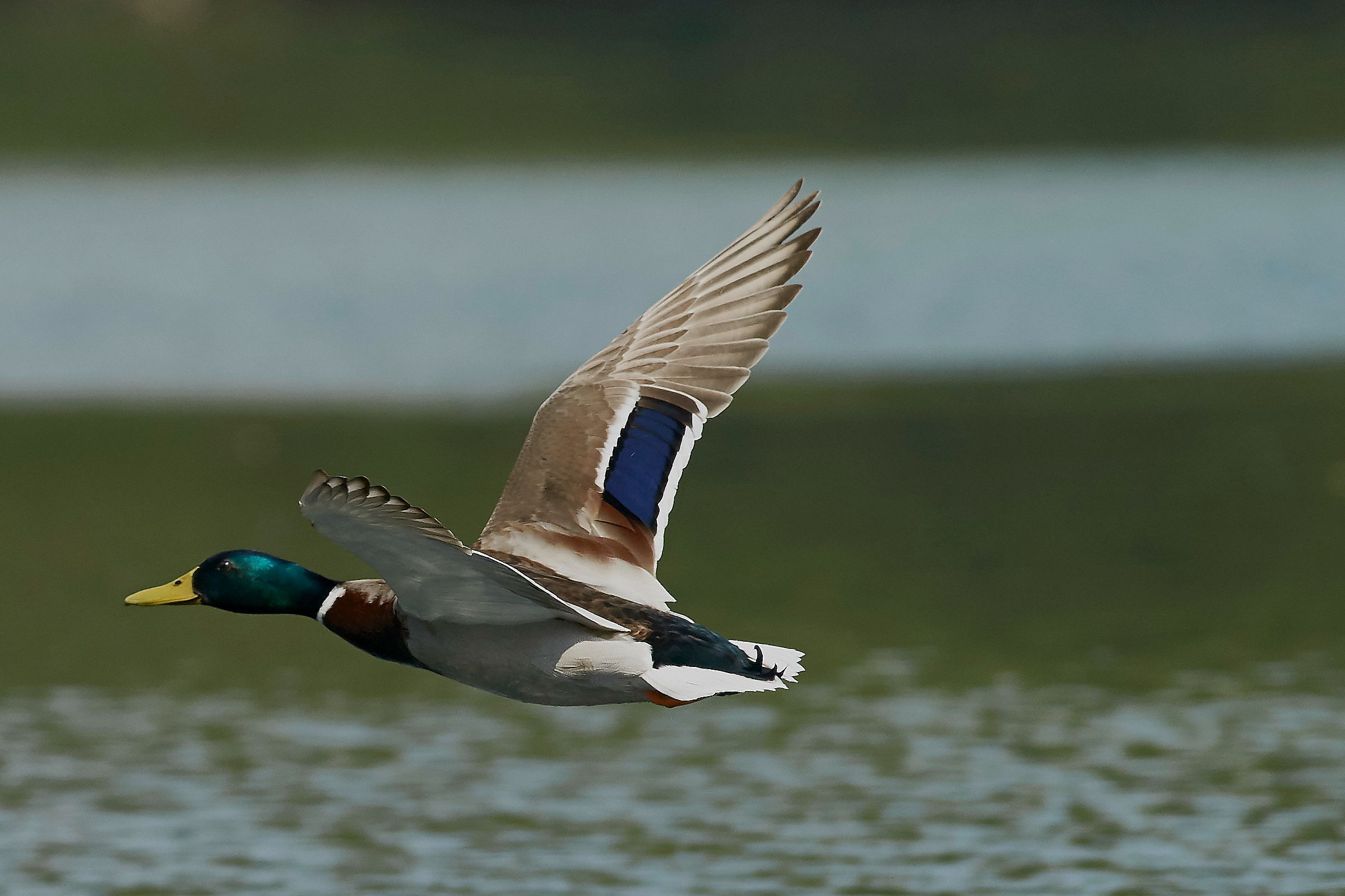 in volo verso.......