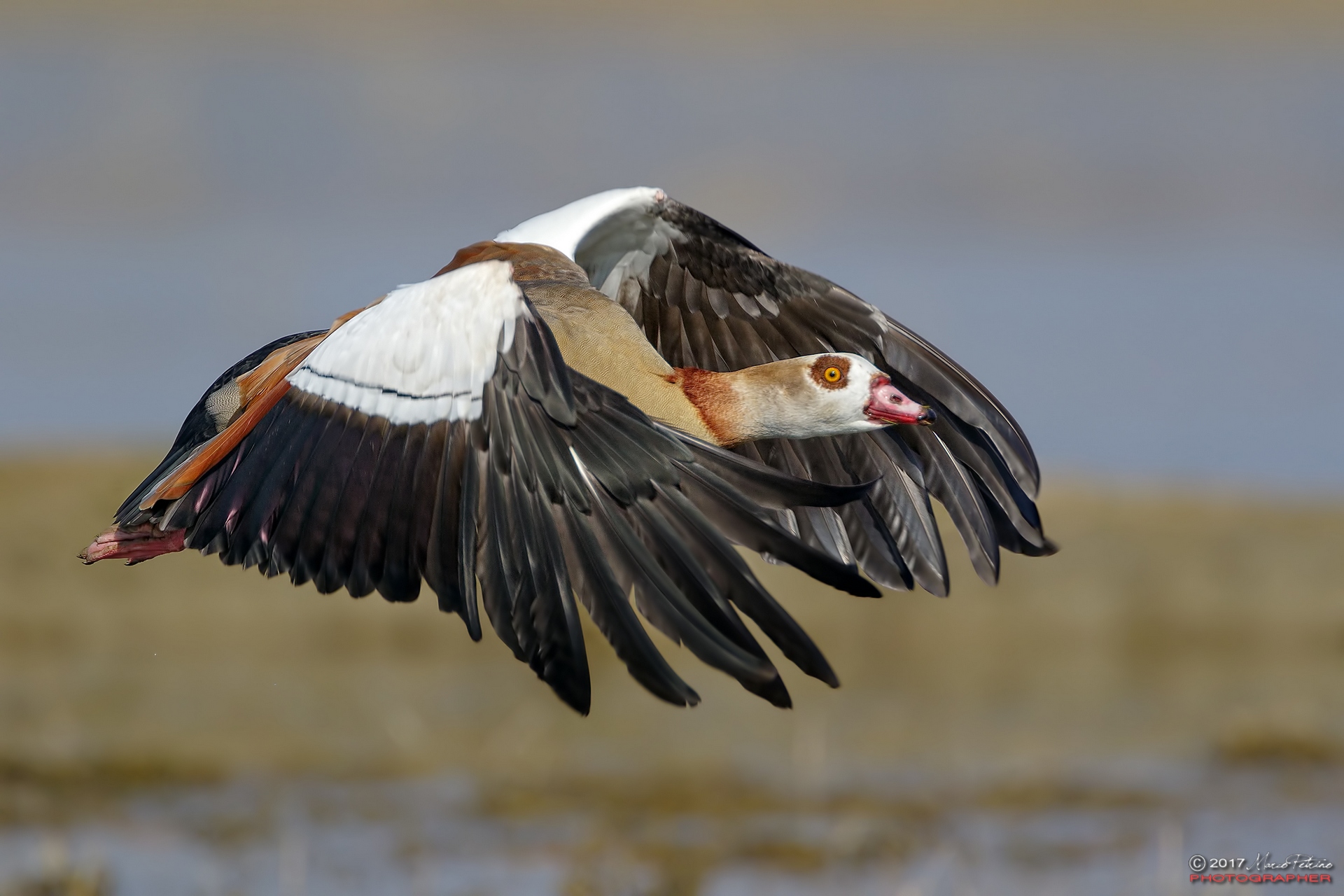 Egyptian Goose (Alopochen aegyptiaca)