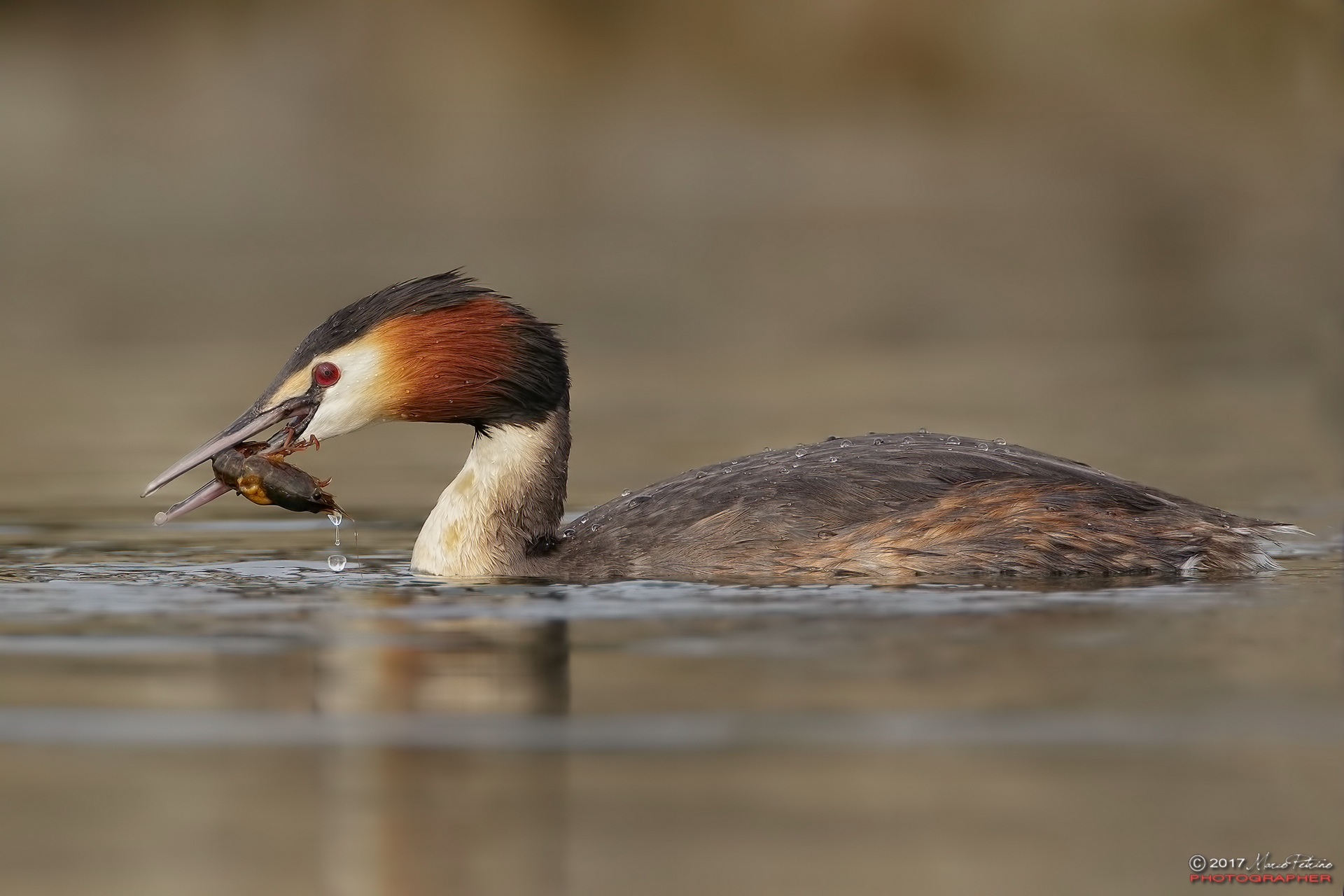 Great Crested Grebe (Podiceps cristatus)