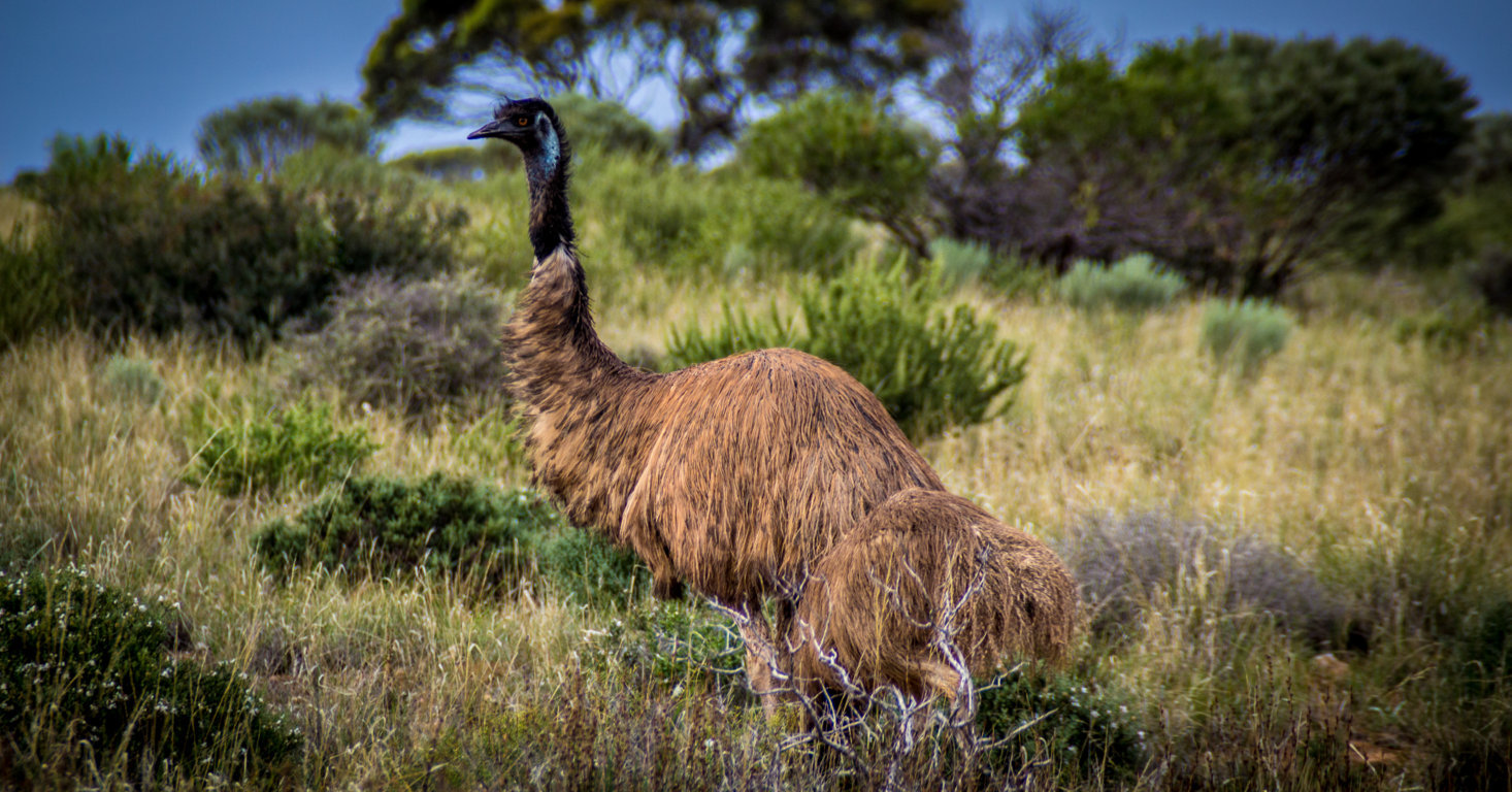 Emu