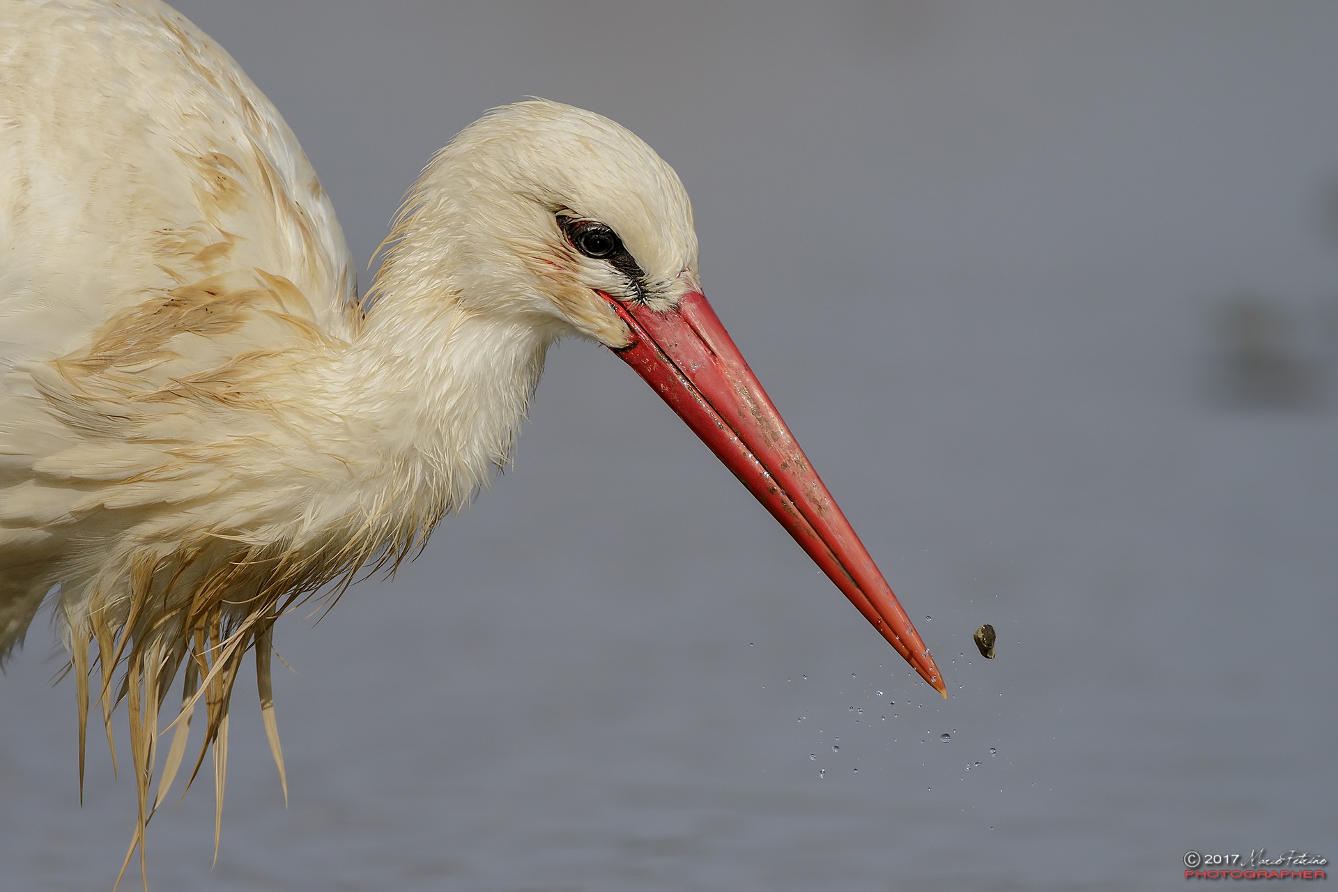 White Stork (Ciconia ciconia) - White stork