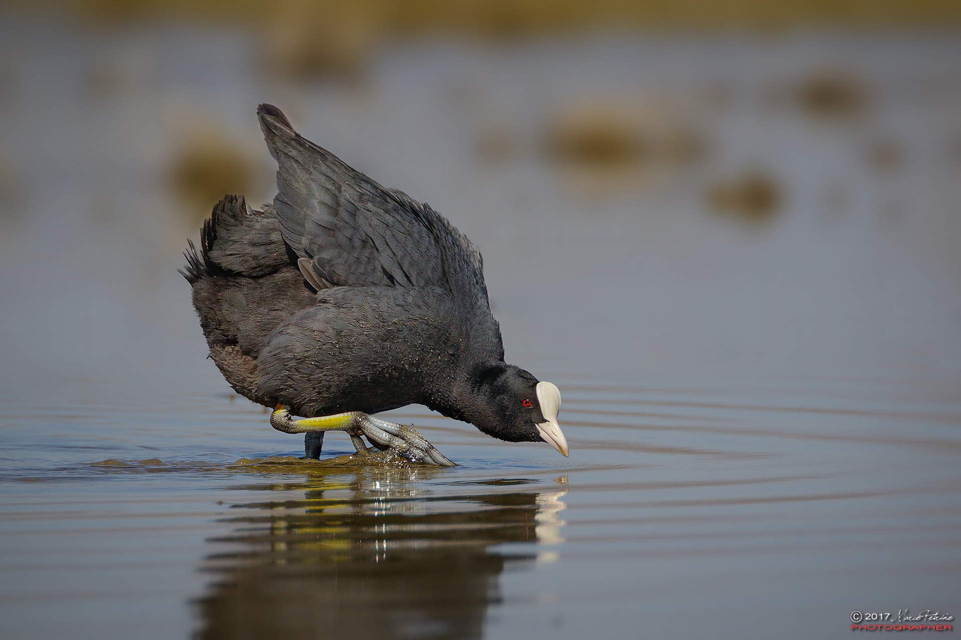 Coot (Fulica atra)