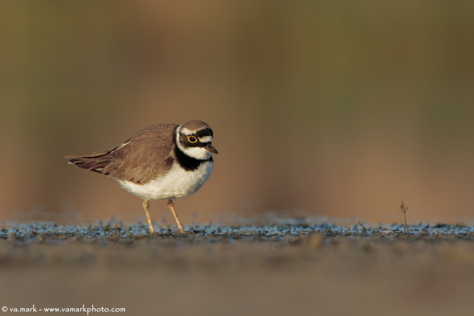 little Ringed Plover