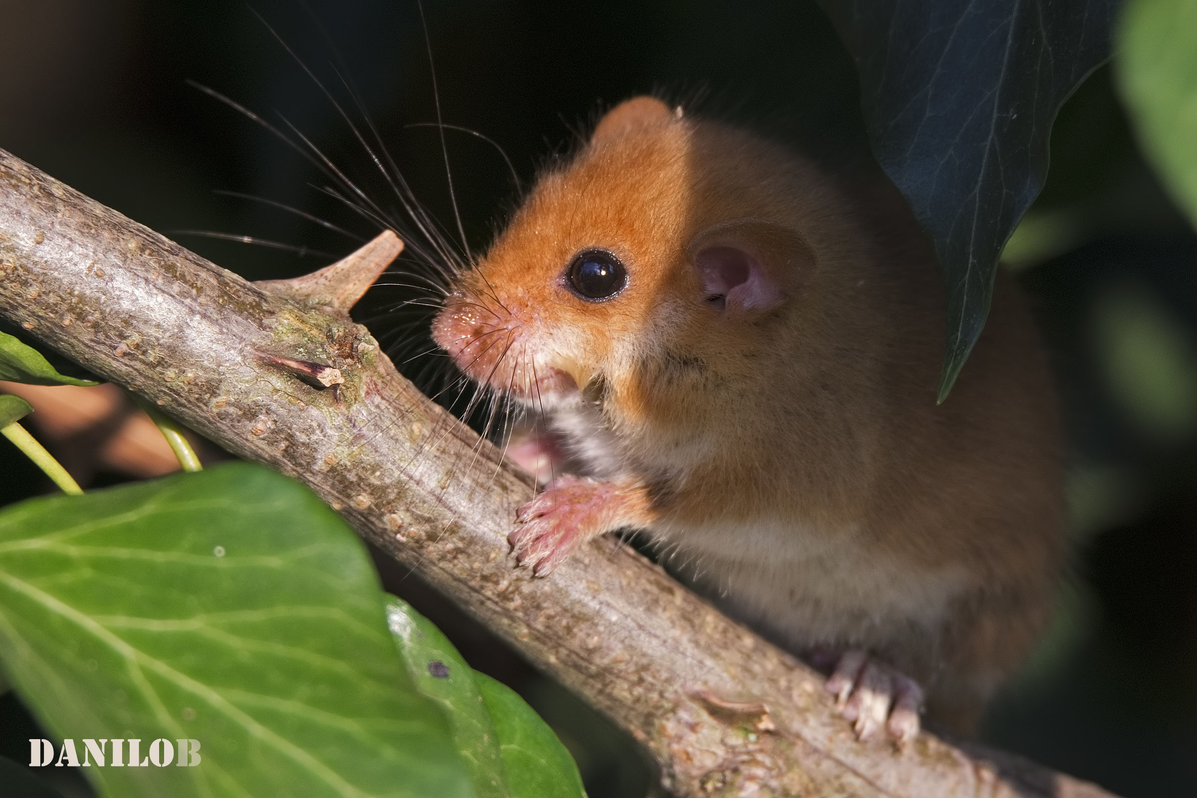 The first sun of Moscardino