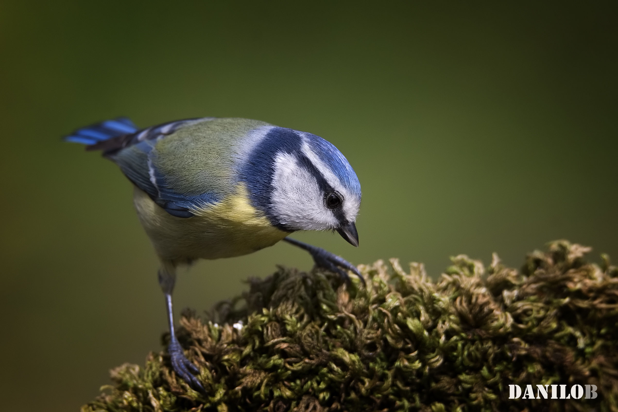 Tit served on bed of moss .......