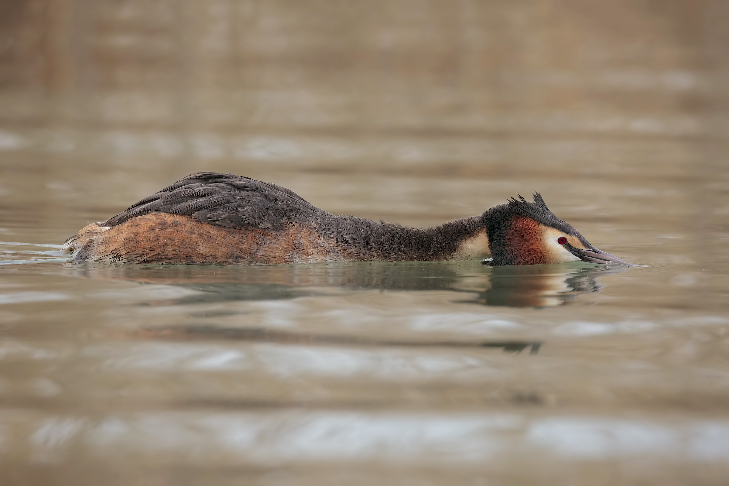 Great Crested Grebe