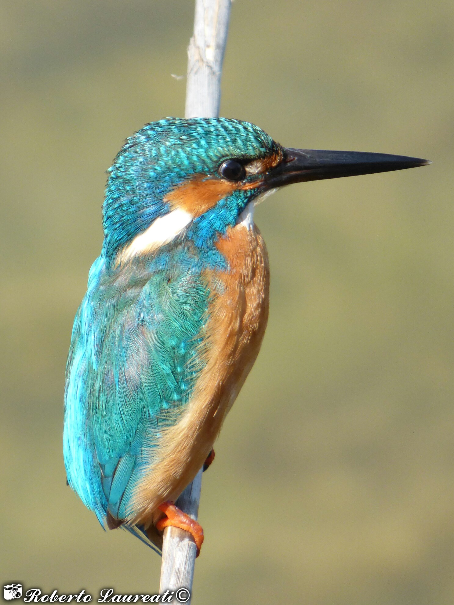 Kingfisher (Alcedo attis)