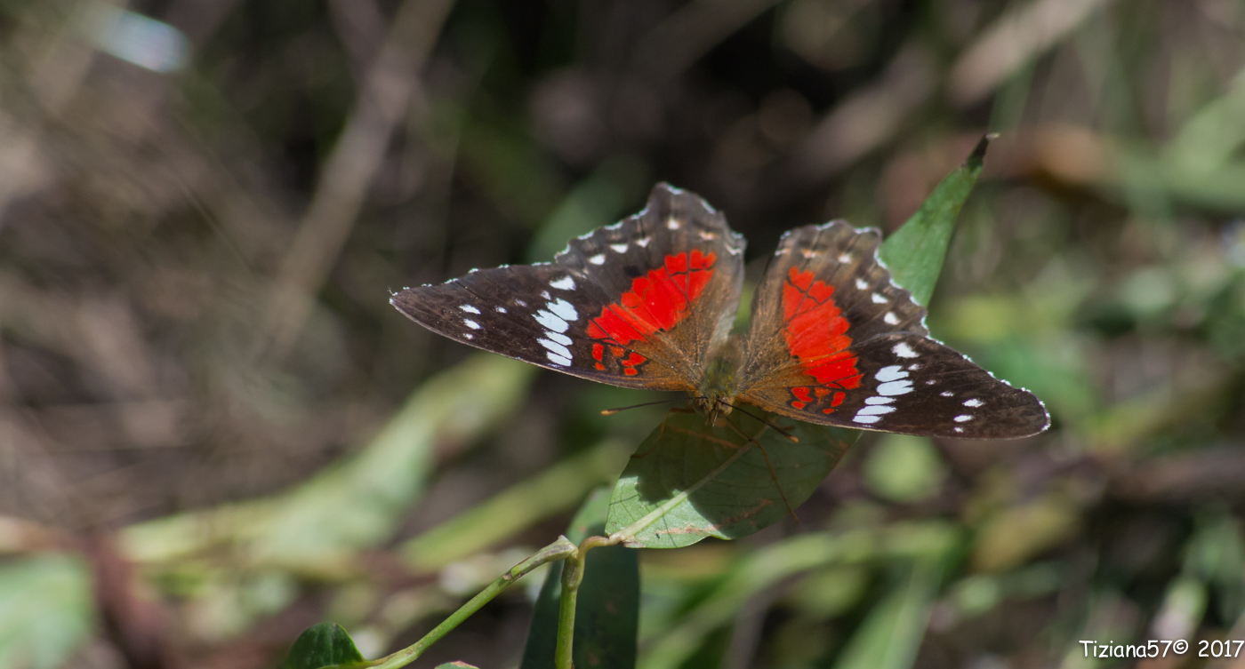 Princesa Roja