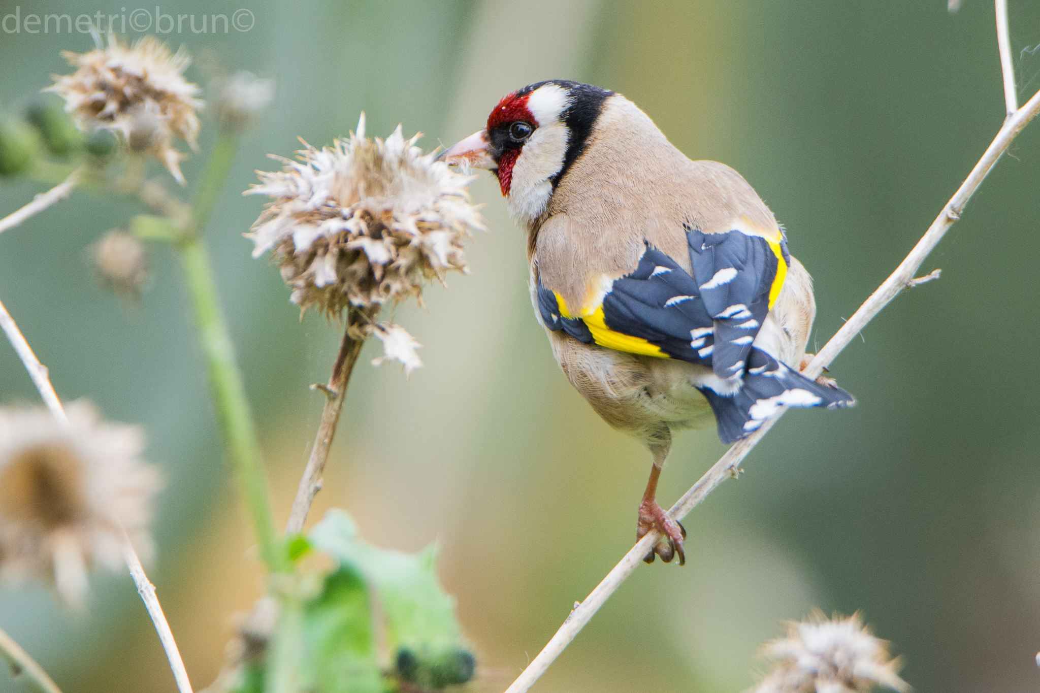 goldfinch