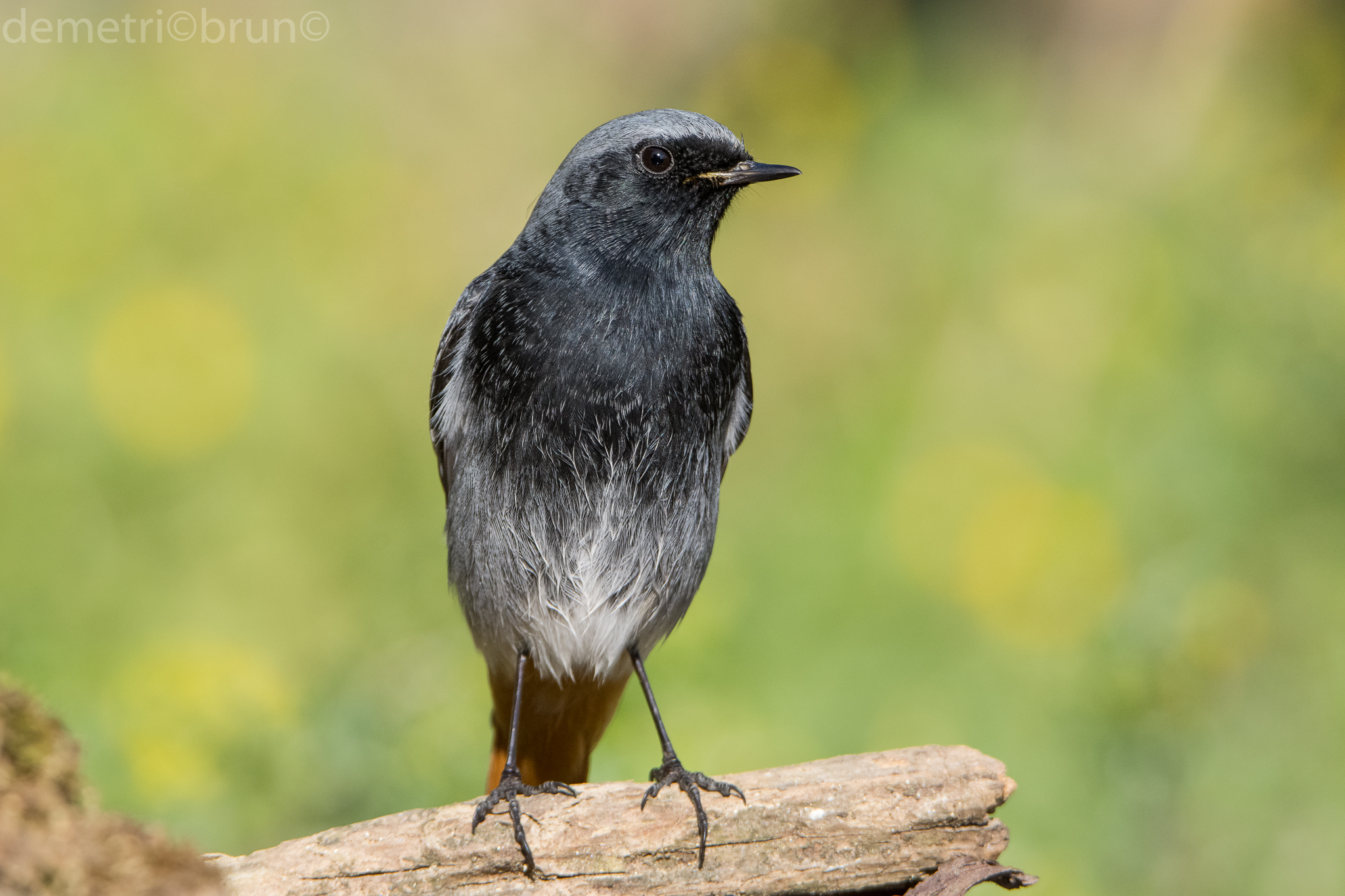 Black Redstart male