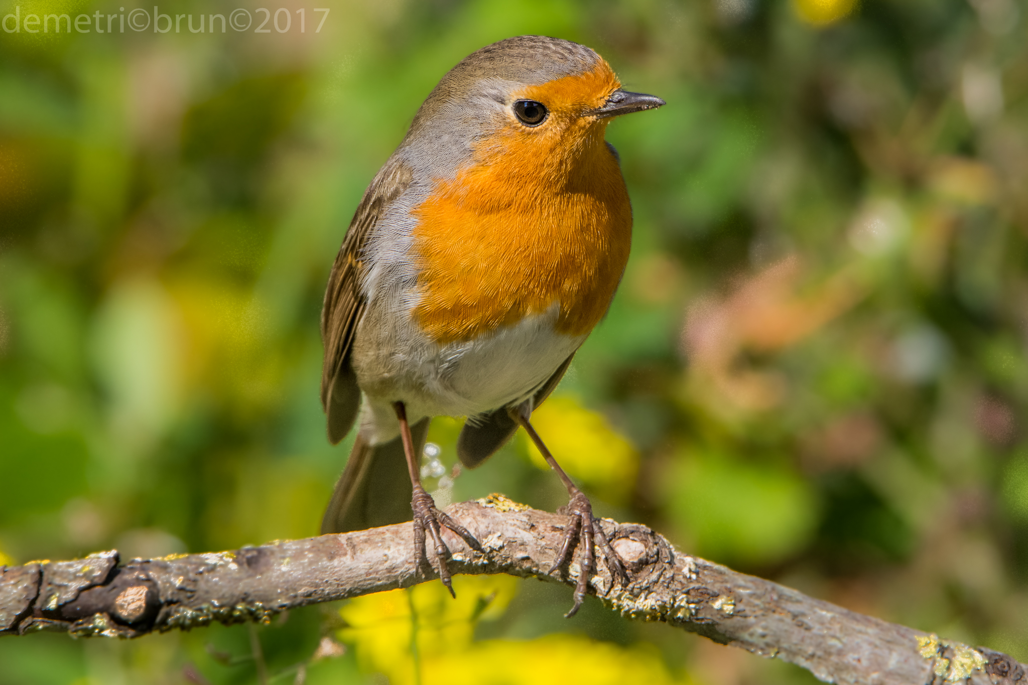 robin