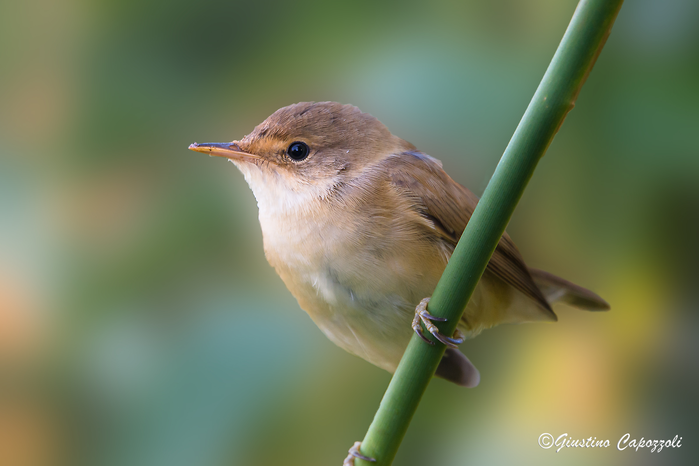 Cetti's warbler