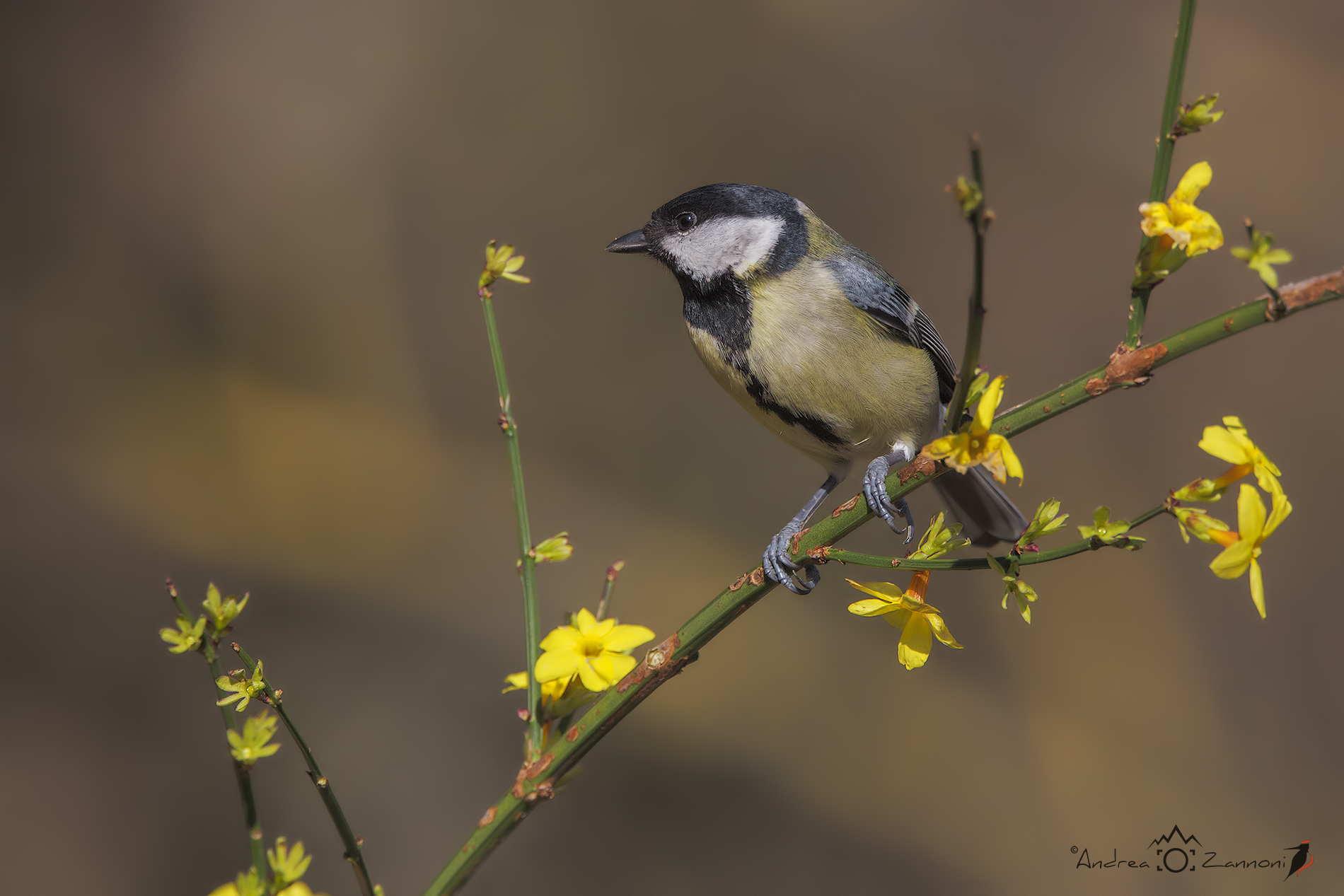 Cinciallegra primaverile