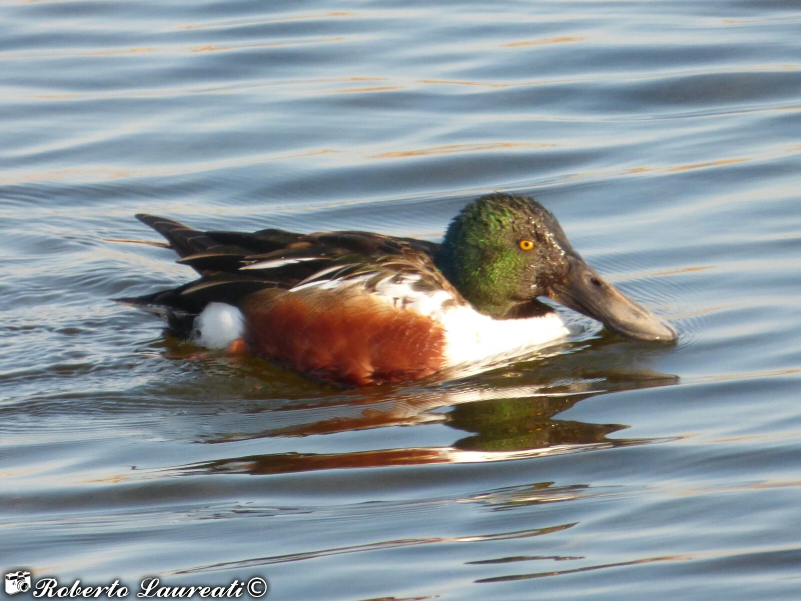 male shoveler (Anas clypeata)
