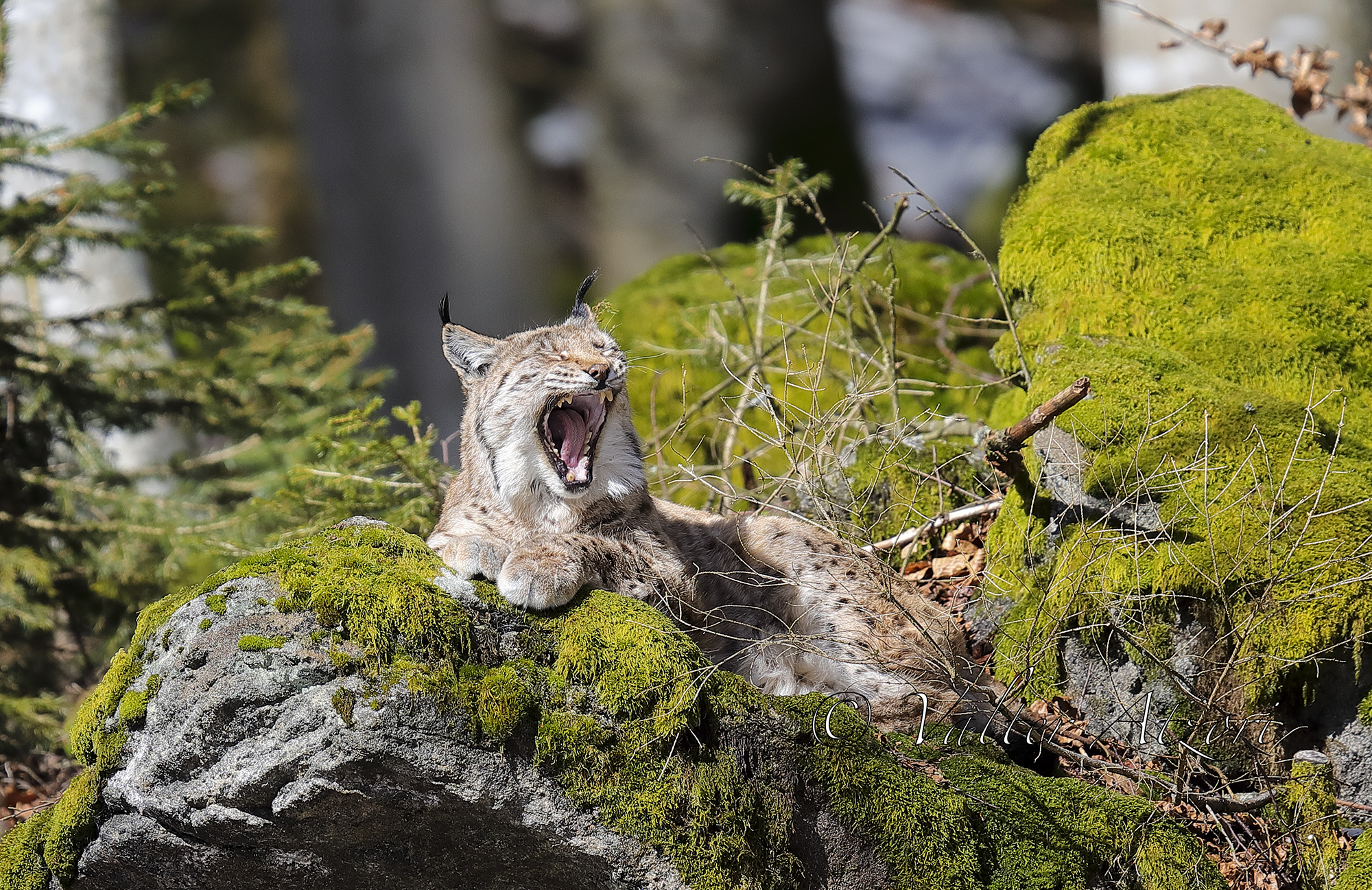 sbadiglio della lince