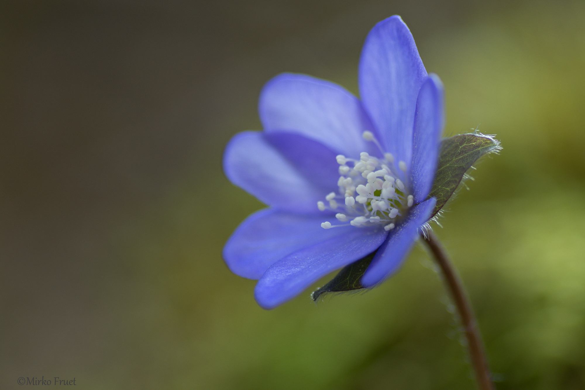 Anemone