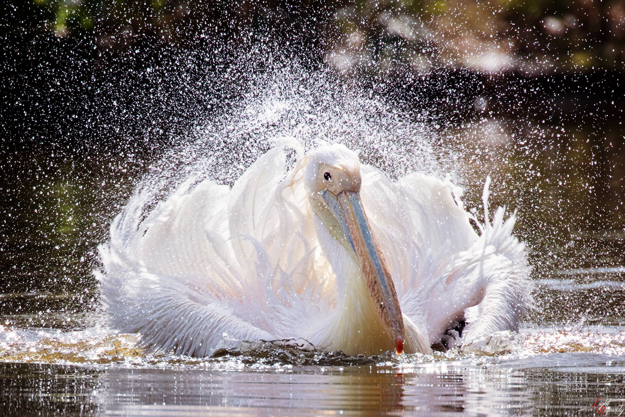 Il bagno del pellicano