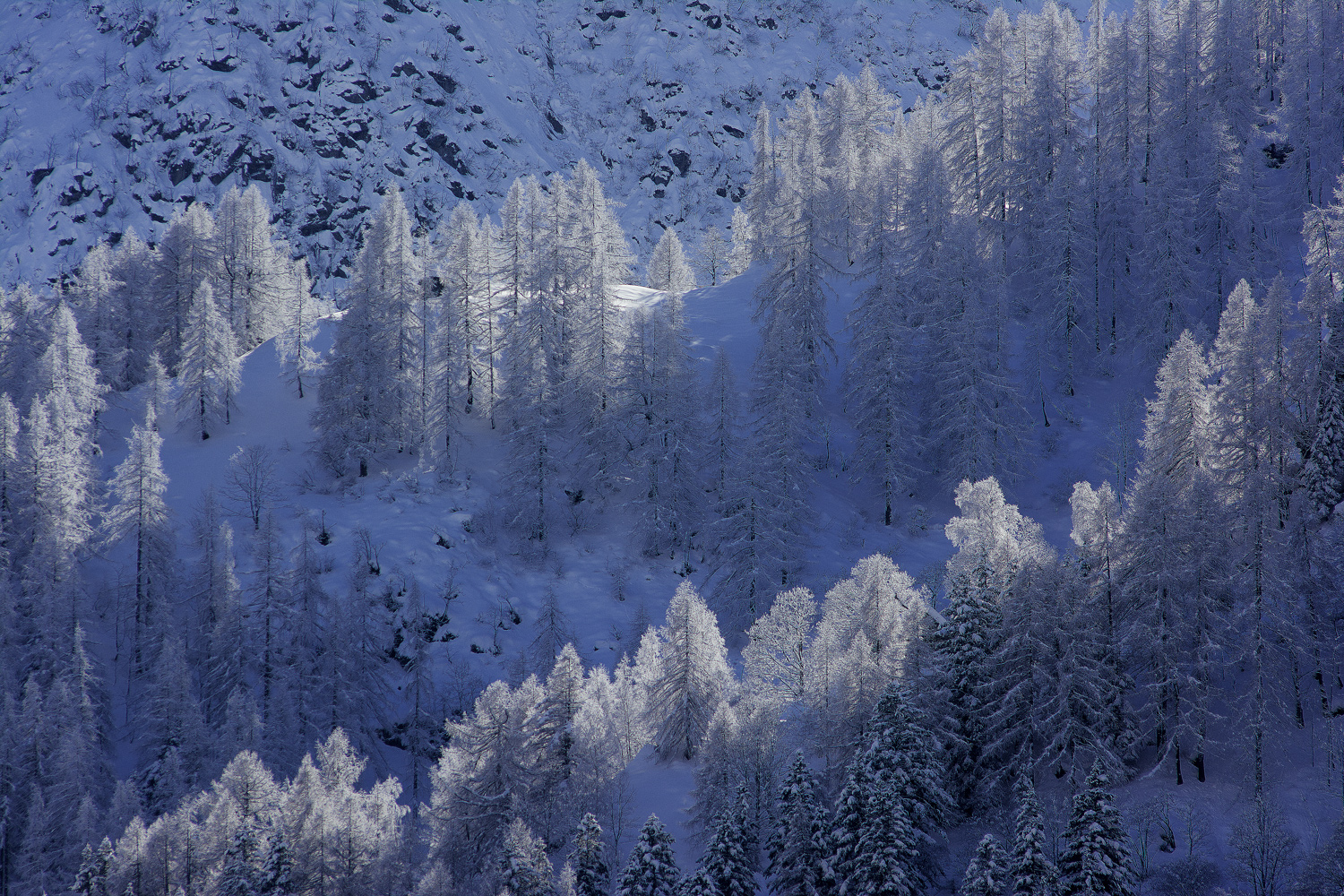 Light and shadow through the larches