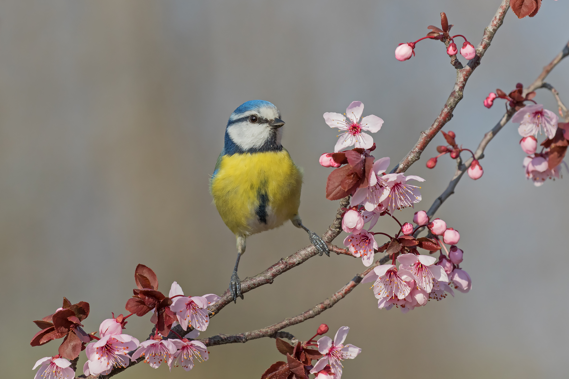 Tit spring