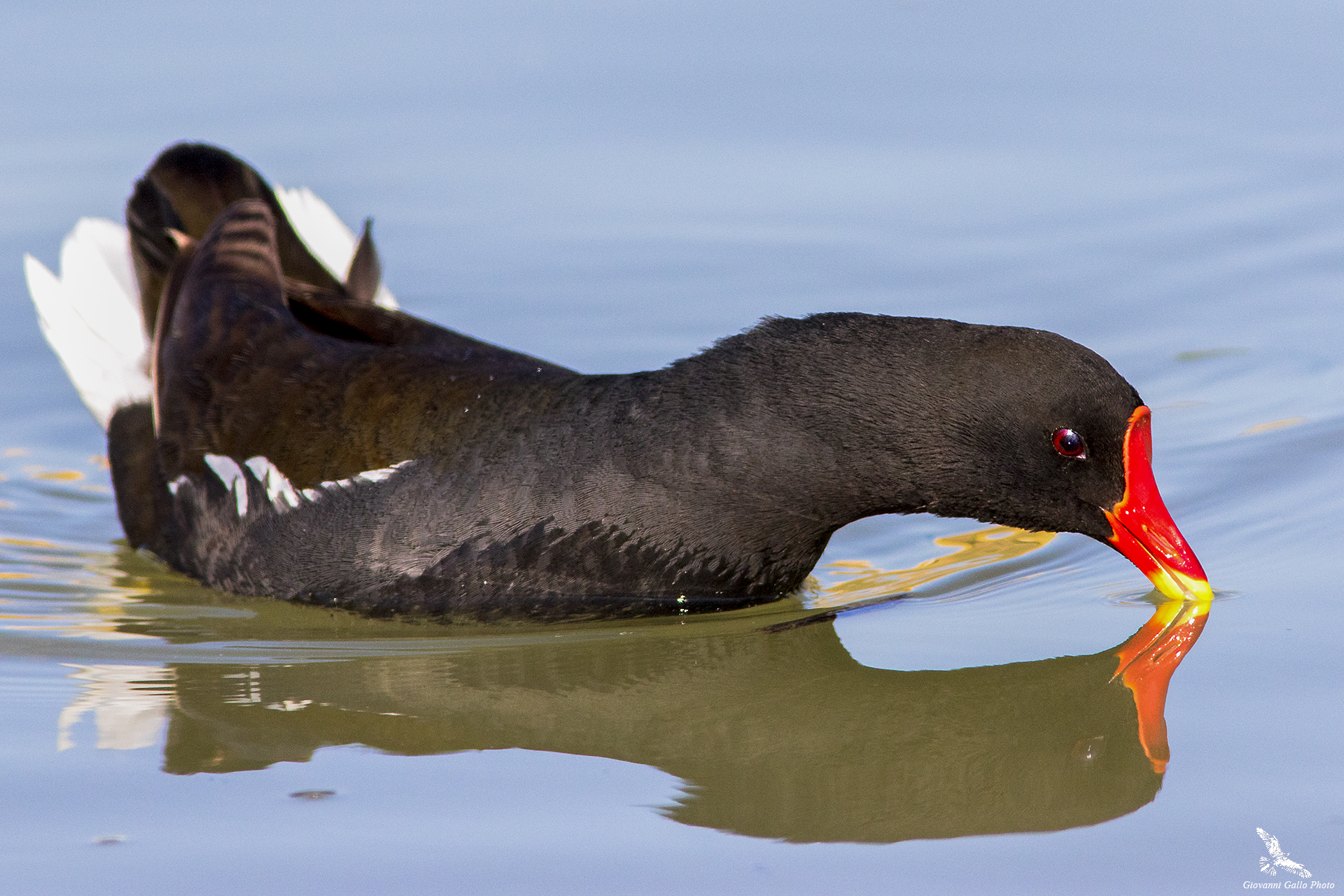 Gallinella D'acqua